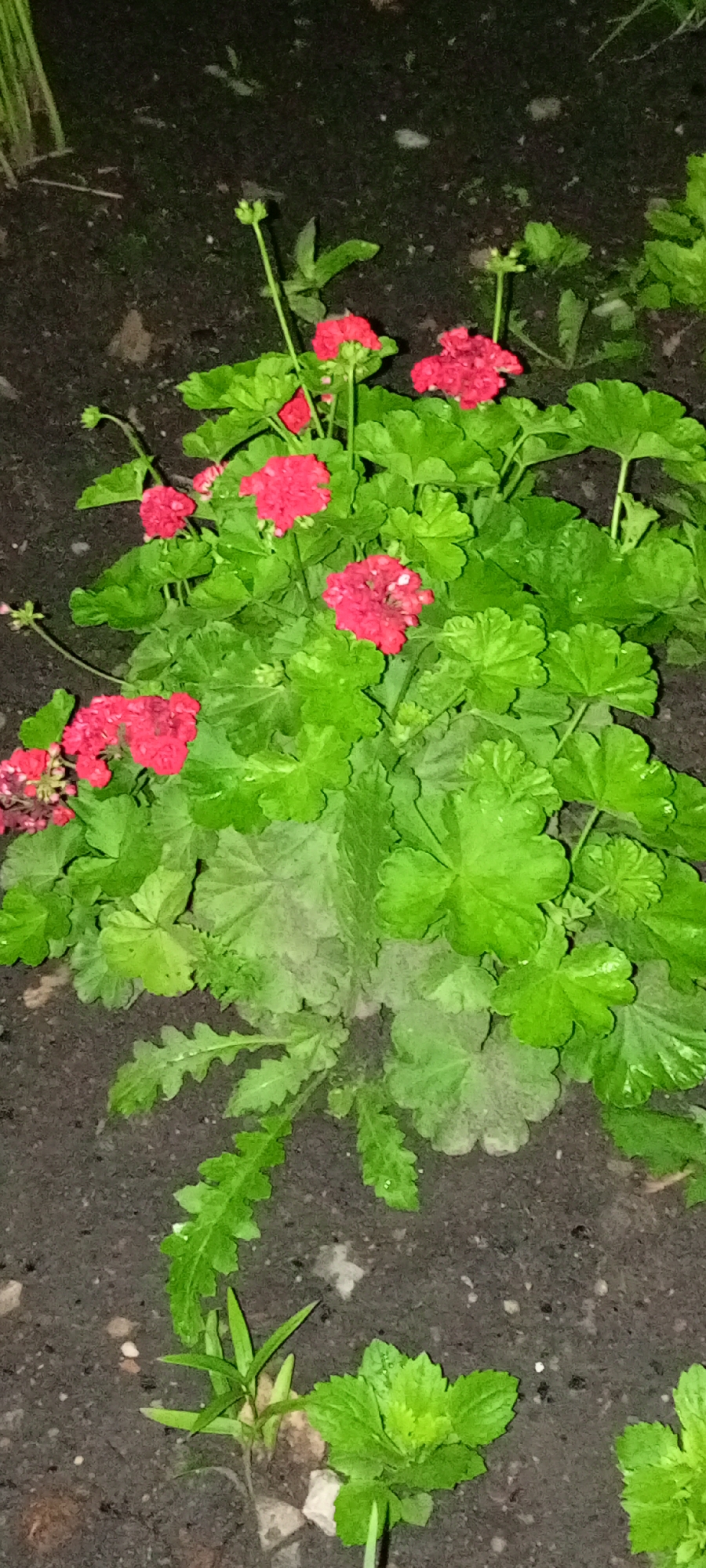 A close-up, vertical outdoor photograph shows a cluster of bright pink geranium flowers with vibrant green leaves against a dark, earthy background, likely soil with some small stones. The image appears to have been taken at night or in low light conditions, as indicated by the dark surroundings and some slight blur. The geraniums are the central focus, with several blooms visible, some fully open and others in bud. The leaves are broad and lobed, with a slightly ruffled texture. In the foreground, to the left, a few thin, green blades of grass or a similar seedling are visible, as well as some lighter green, more textured leaves that are part of a different plant, possibly also a ground cover or a young seedling, situated to the right. The soil is dark brown and appears slightly damp. There are no people or animals present in the image. The scene is consistent with a garden bed or flower planting in an outdoor urban environment. Given the location context, this scene is likely within the city of Kirsanov, Russia, possibly in a residential yard, park, or public garden area.
