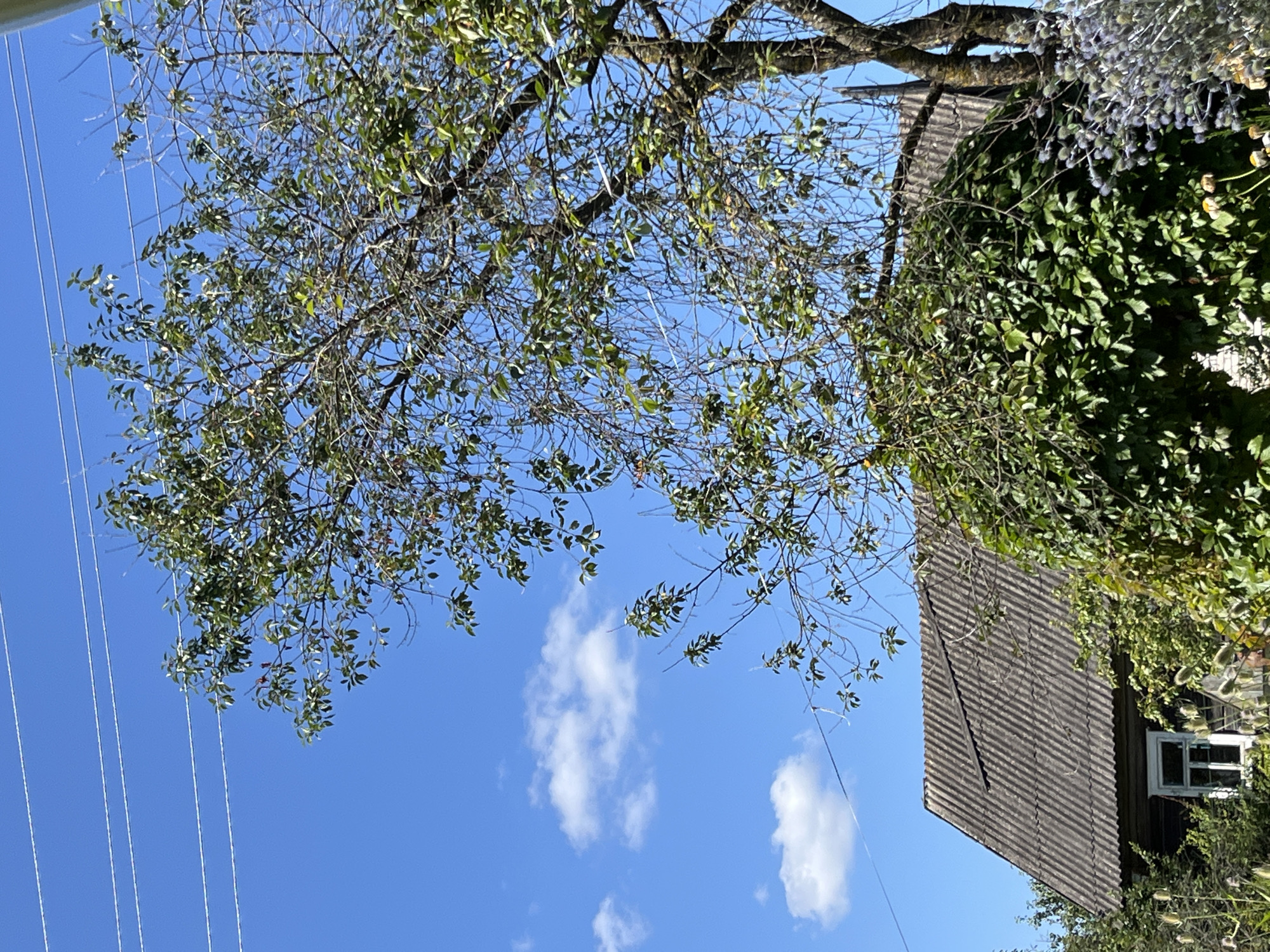 The image shows a rural scene under a clear blue sky with scattered white clouds. In the foreground, a large tree with green leaves partially obscures a dark wooden house with a gray, corrugated roof. The house has a single white-framed window visible. Green foliage, including a dense cluster of ivy, covers parts of the house and extends around it. In the lower right corner, there are some dried flowers and spiky plants with small yellow blooms. Overhead, several thin wires stretch across the frame, suggesting proximity to a utility line. The overall impression is that of a weathered, rustic dwelling in a natural setting.