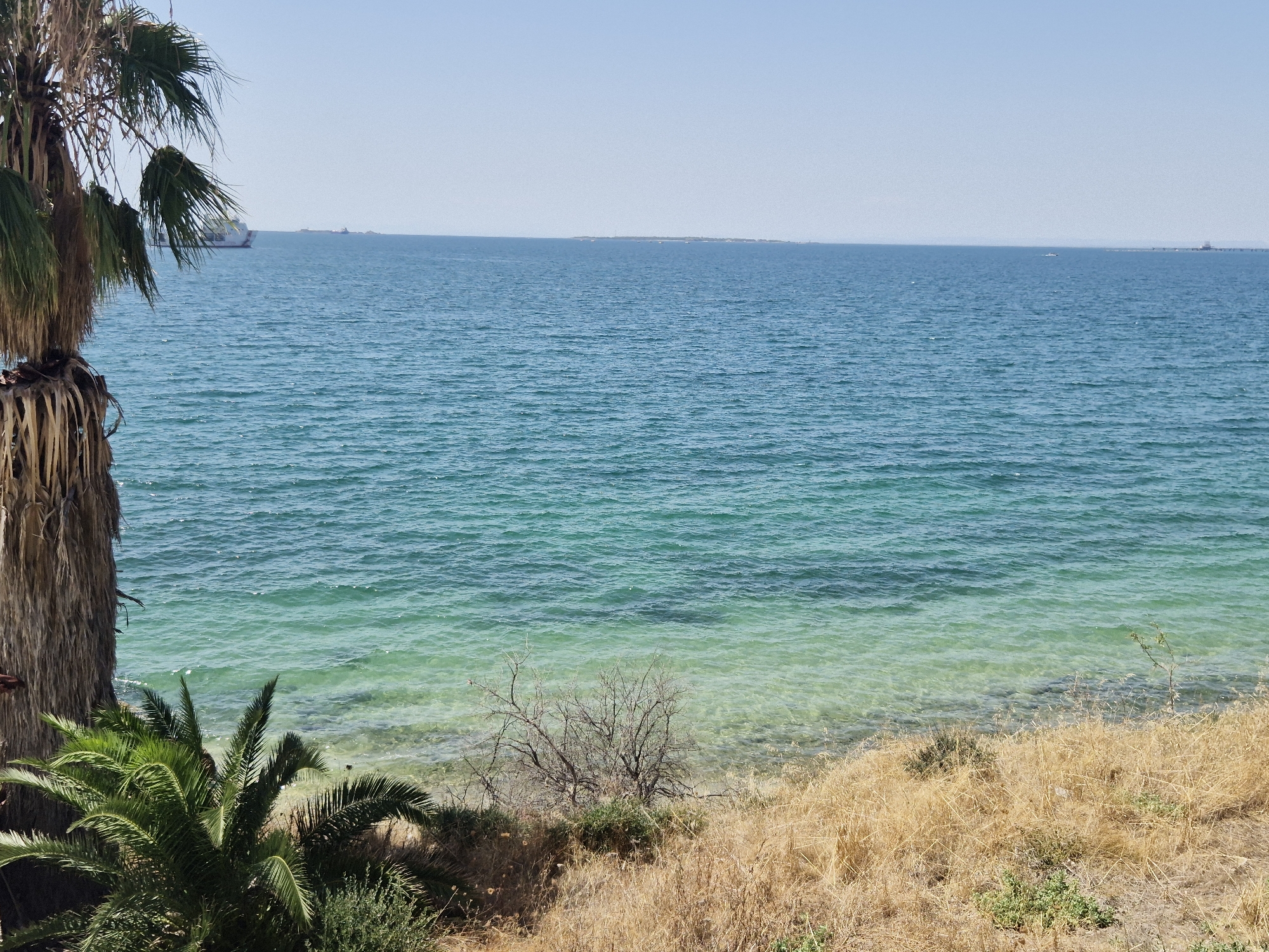 The image captures a bright, sunny day overlooking the sea. In the foreground on the left, the trunk and fronds of a palm tree are visible, with younger palm foliage closer to the bottom. The ground slopes down towards the sea, covered in dry, golden grass and some sparse green vegetation. The sea itself is a vibrant turquoise, transitioning to a deeper blue further out. The water appears clear near the shore, revealing the seabed. On the horizon, faint land masses or islands can be seen, and a large ship is visible on the left side of the frame, sailing on the water. The sky is a clear, pale blue. This view is characteristic of the coastal areas of Taranto, Italy, likely overlooking the Mar Piccolo or Mar Grande, known for their clear waters and coastal vegetation.