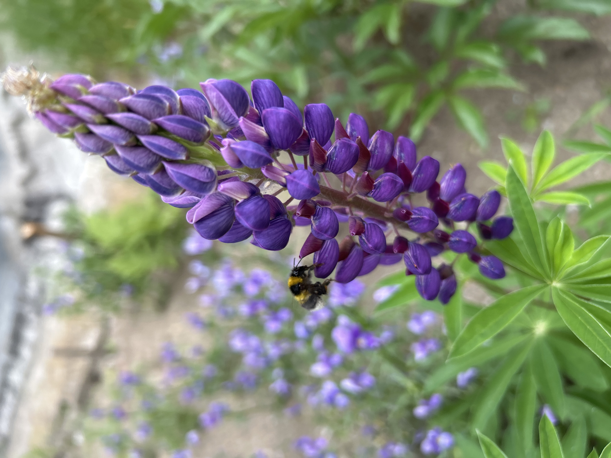 The image shows a close-up of a tall, purple lupine flower stalk in a garden setting. A bumblebee, with its distinct black and yellow stripes, is actively foraging on one of the flower's lower petals. In the background, numerous smaller purple lupine flowers are visible, out of focus, creating a bokeh effect. Lush green foliage surrounds the main subject. The ground appears to be a mix of soil and gravel. The overall impression is a naturalistic scene of pollination in progress. The location is identified as Angarsk, Russia.
