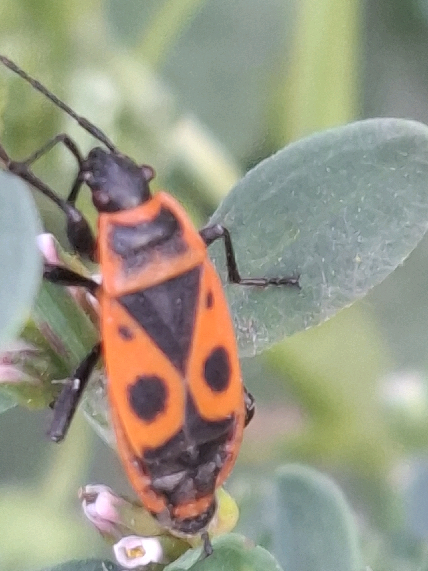 A close-up, eye-level shot focuses on a red and black insect, likely a Pyrrhocoris apterus (firebug), perched on a green leafy plant. The insect's body is predominantly bright orange with distinct black markings, including a triangular pattern on its back and two circular spots. Its antennae are black and extend forward. The background is blurred, with soft green and yellow hues, suggesting an outdoor, natural setting. There are no people visible in the image. The image does not provide any specific indicators of its location within the city of Almaty, Kazakhstan.