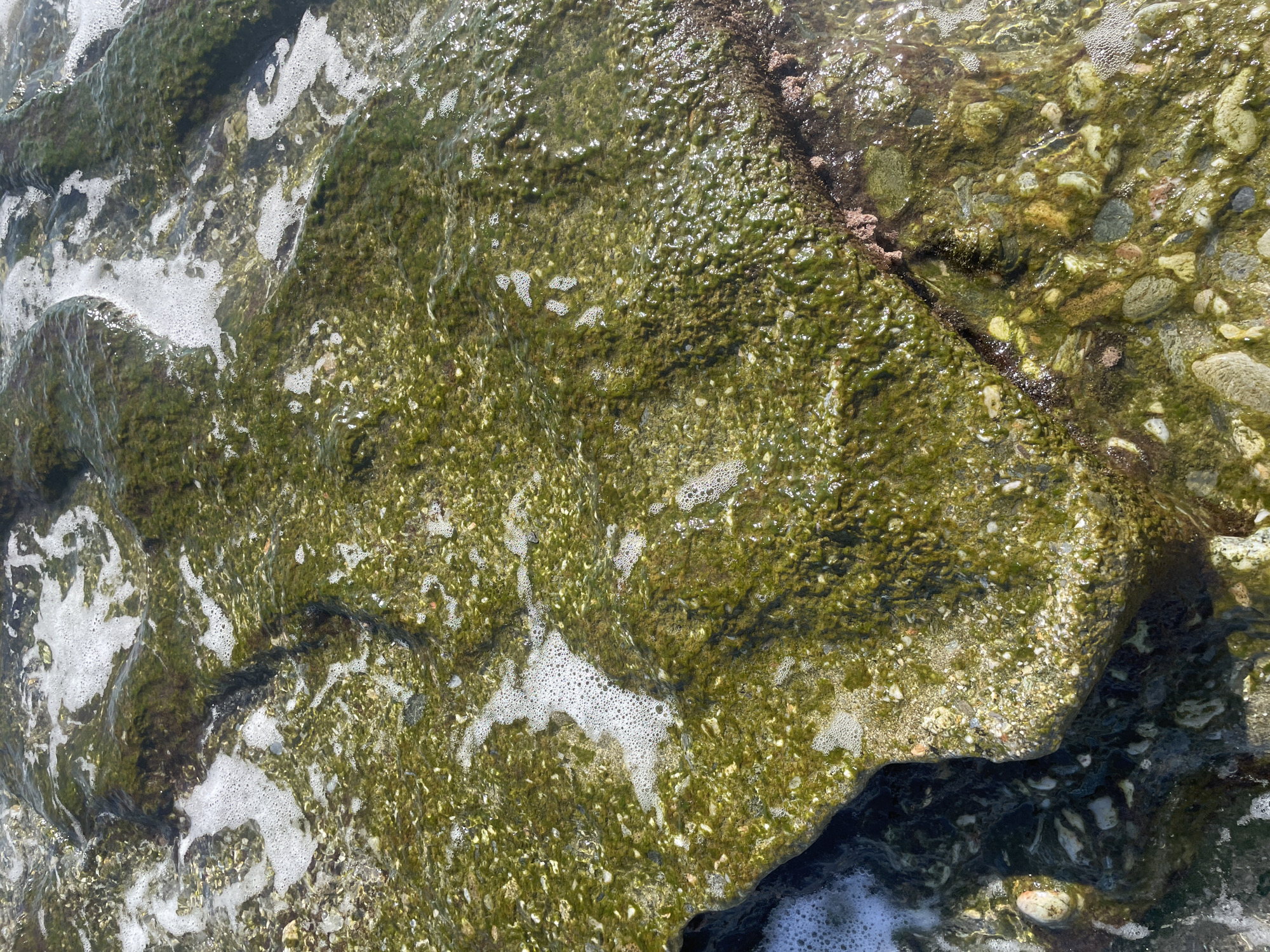 The image is a close-up, overhead view of a rocky shoreline covered in green algae. Small waves are breaking and creating white foam around the rocks. The rocks are varied in size and shape, with some appearing smooth and others rough. The water is clear, allowing the details of the rocks and algae to be seen. Small pebbles and shells are visible beneath the algae and in the water. The overall impression is one of a natural, coastal environment. The location is described as Unknown, Spain.