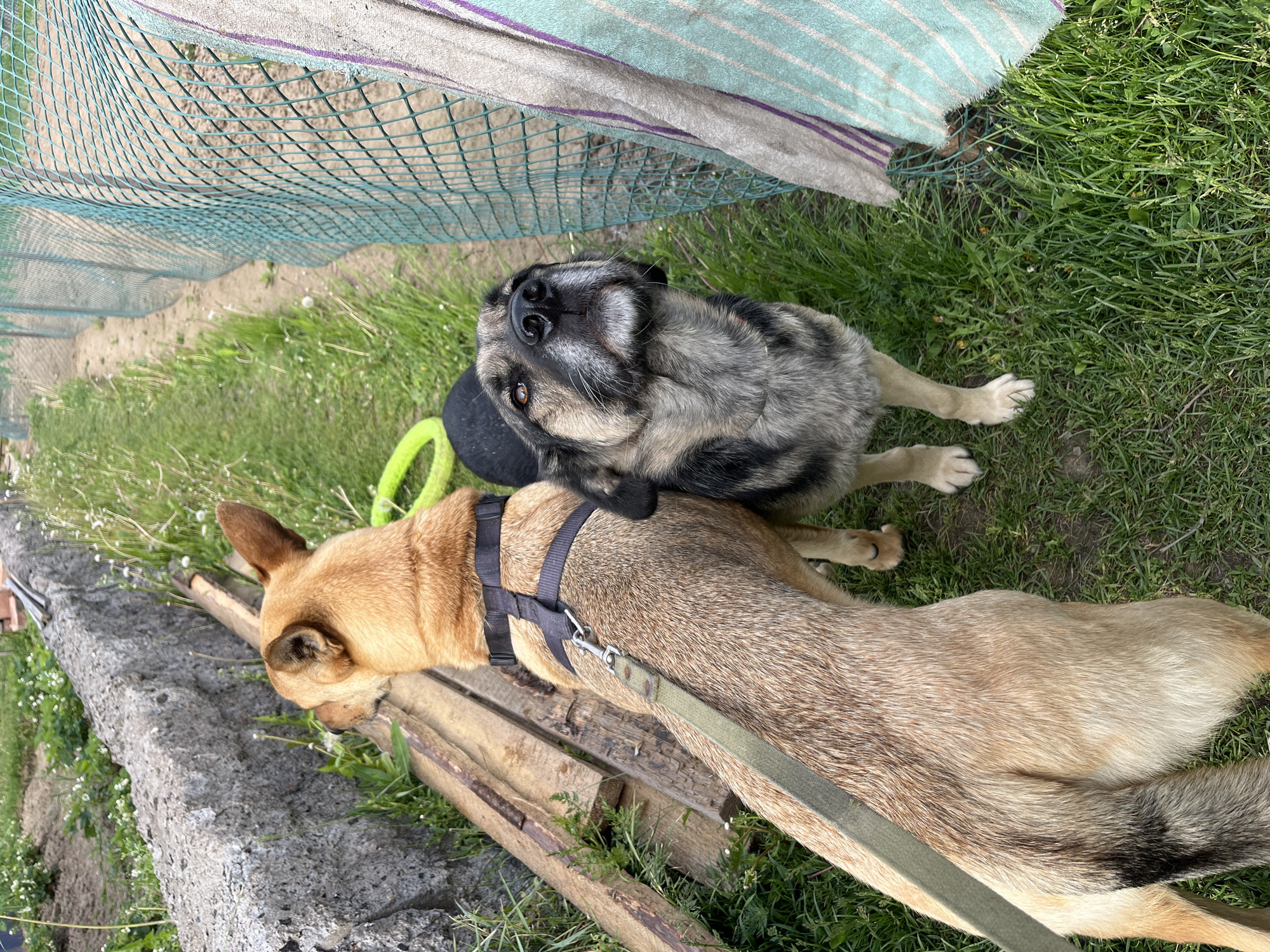 This outdoor scene captures two dogs relaxing on a patch of green grass in Nizhny Tagil, Russia, under bright daytime sunlight.
The primary subjects are two medium-sized dogs. In the foreground, a light brown dog with short fur is lying down, partially seen from the back. It wears a black harness, to which a green leash is attached, extending towards the right. Resting next to it is a grey, black, and white dog, seen from a higher angle, looking directly upwards towards the camera. This dog has a distinctive facial pattern with a black nose, light brown eyes, and streaks of white and grey fur, especially around its muzzle and chest. A black object, possibly a toy or part of its collar/harness, is visible near its head.
The setting appears to be a garden or outdoor area. The ground is covered with green grass, interspersed with some dirt patches and small white flowers. To the left of the brown dog, there's a concrete barrier and several rough-hewn wooden planks lying on the ground. In the upper left background, a light green mesh fence is visible, with a striped fabric (light blue, white, and purple) draped over it. The bright lighting suggests a clear, sunny day. The grey and black dog's upward gaze conveys a sense of attentiveness or curiosity. No visible text is present in the image.