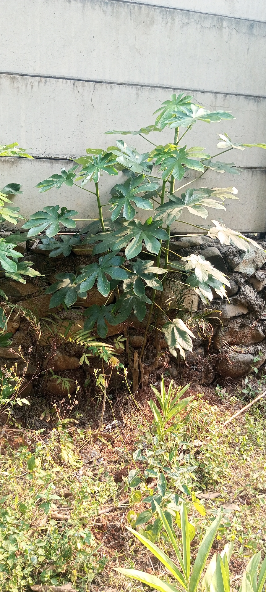 In Taman Rahayu, Indonesia, a lush green plant with large, palmate leaves grows in front of a rough stone wall and a concrete wall. The plant's stems are thick and sturdy, supporting its vibrant foliage. The ground around the plant is covered in dry grass and small plants, suggesting an outdoor environment. The concrete wall, showing horizontal lines and some staining, hints at a man-made structure, possibly a building or boundary. The stone wall, composed of irregular-shaped rocks, provides a textured backdrop for the plant. The lighting indicates it is daytime, with sunlight casting shadows and highlighting the leaves.