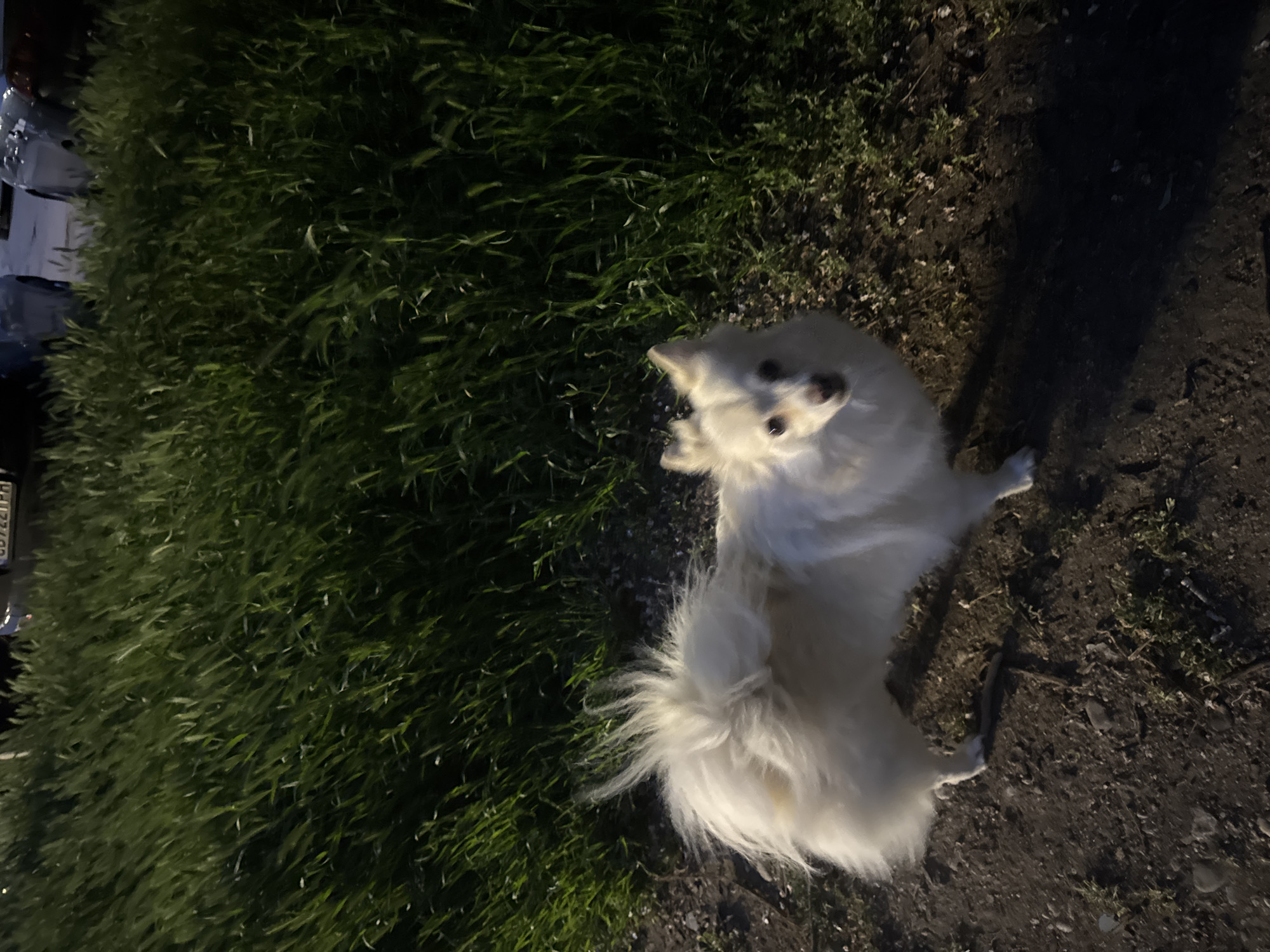 A small, fluffy, white dog stands on dirt and short grass. The grass is primarily on the left of the frame. The dog looks up and slightly to the left. The light is dim, and the dog's shadow stretches out to the right. A dark object, possibly a vehicle, is visible on the far left of the frame, with what appears to be a license plate. The setting appears to be outdoors, possibly a roadside or grassy area.