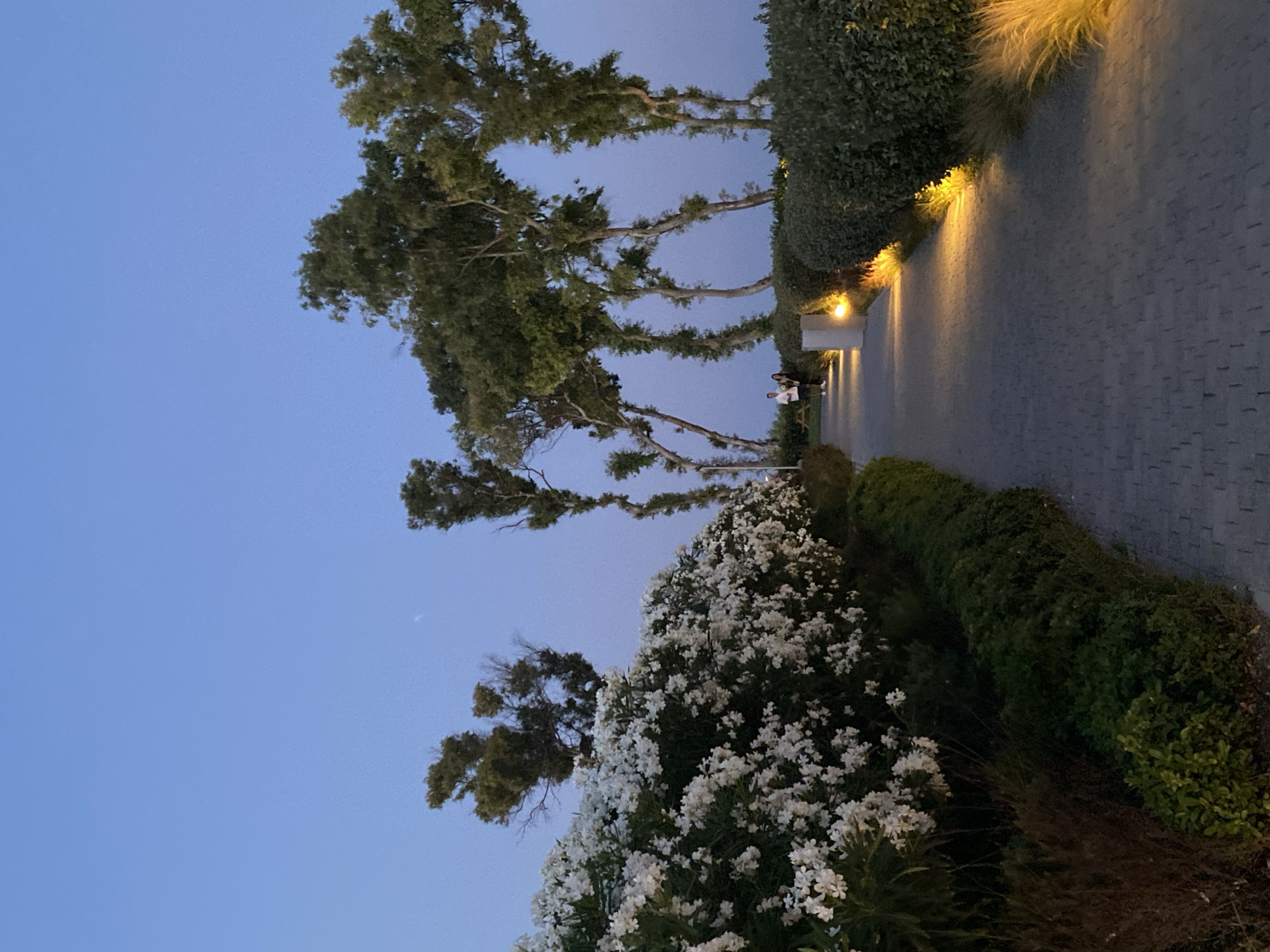 The image depicts a paved walkway lined with lush greenery and flowering bushes, illuminated by warm outdoor lighting. On the left, a dense arrangement of white flowers creates a vibrant border, while on the right, neatly trimmed hedges flank the path. Tall, slender trees with sparse foliage stand further back, silhouetted against a clear, pale blue sky, suggesting the time is either dusk or dawn. Two individuals are visible in the distance, walking along the pathway, their figures small in the frame. The pathway itself is constructed of interlocking grey pavers, and small, warm-toned lights are embedded along its edge, casting pools of light on the surrounding vegetation. The overall impression is of a tranquil, well-maintained outdoor space, possibly part of a park or resort area. This scene is consistent with the aesthetic of Estepona, Spain, known for its well-kept public spaces and coastal environment.
