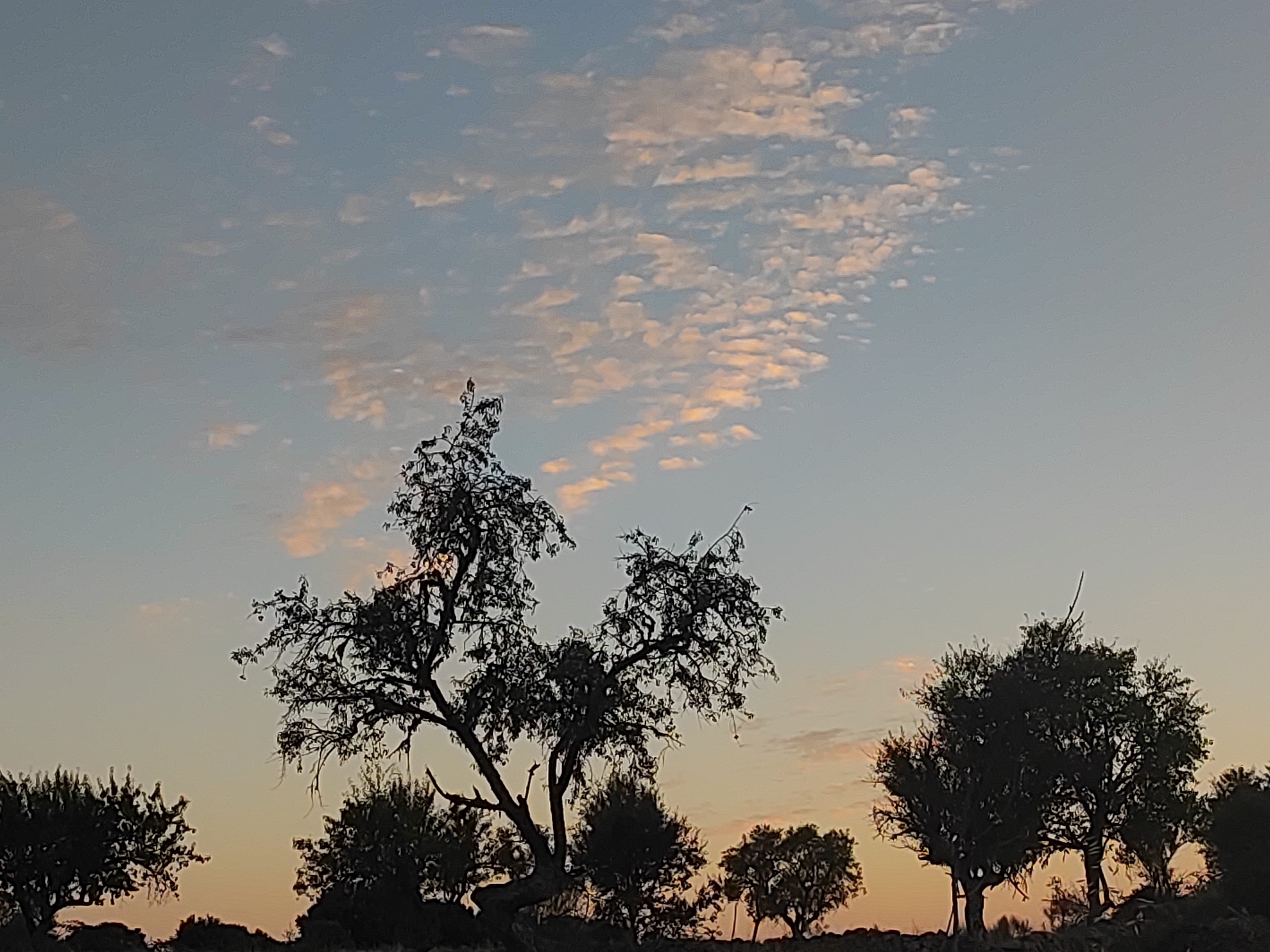 The image depicts a rural landscape at dusk, with silhouetted trees against a gradient sky of pale blue and peach hues. Wispy, elongated clouds are scattered across the upper portion of the sky, tinged with pink and orange from the setting sun. Several trees of varying sizes are visible in the foreground and midground, their dark forms stark against the lighter sky. The trees have a somewhat gnarled and bare appearance, suggesting they are deciduous or drought-adapted species. The ground appears to be uneven and possibly rocky, with sparse vegetation. The scene is devoid of any human presence or any specific urban features, suggesting an open, natural or semi-natural environment. This setting is consistent with the arid or semi-arid landscapes found in regions such as the area surrounding Sobradillo, Spain, known for its natural parks and undeveloped terrain.