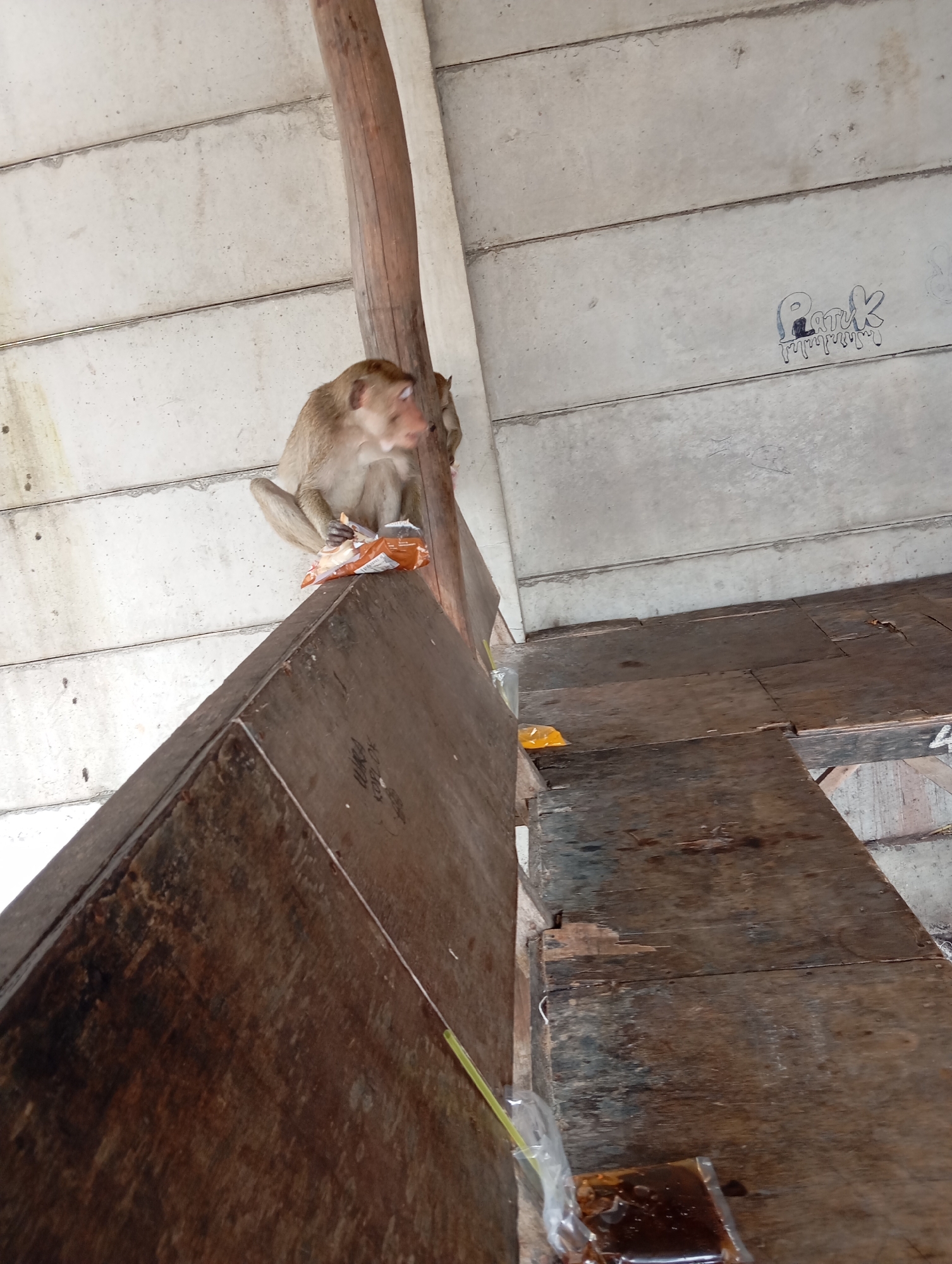In Bulak, Indonesia, a monkey is perched on the edge of a wooden structure, holding a piece of food in its paws and looking to the side. Another monkey is visible behind it. The environment appears to be an outdoor shelter with a concrete ceiling and wooden plank flooring. There are also some plastic bags and a yellow straw on the wooden surfaces. A tag-like drawing in blue ink is visible on the concrete ceiling. The scene is captured from a low-angle perspective.