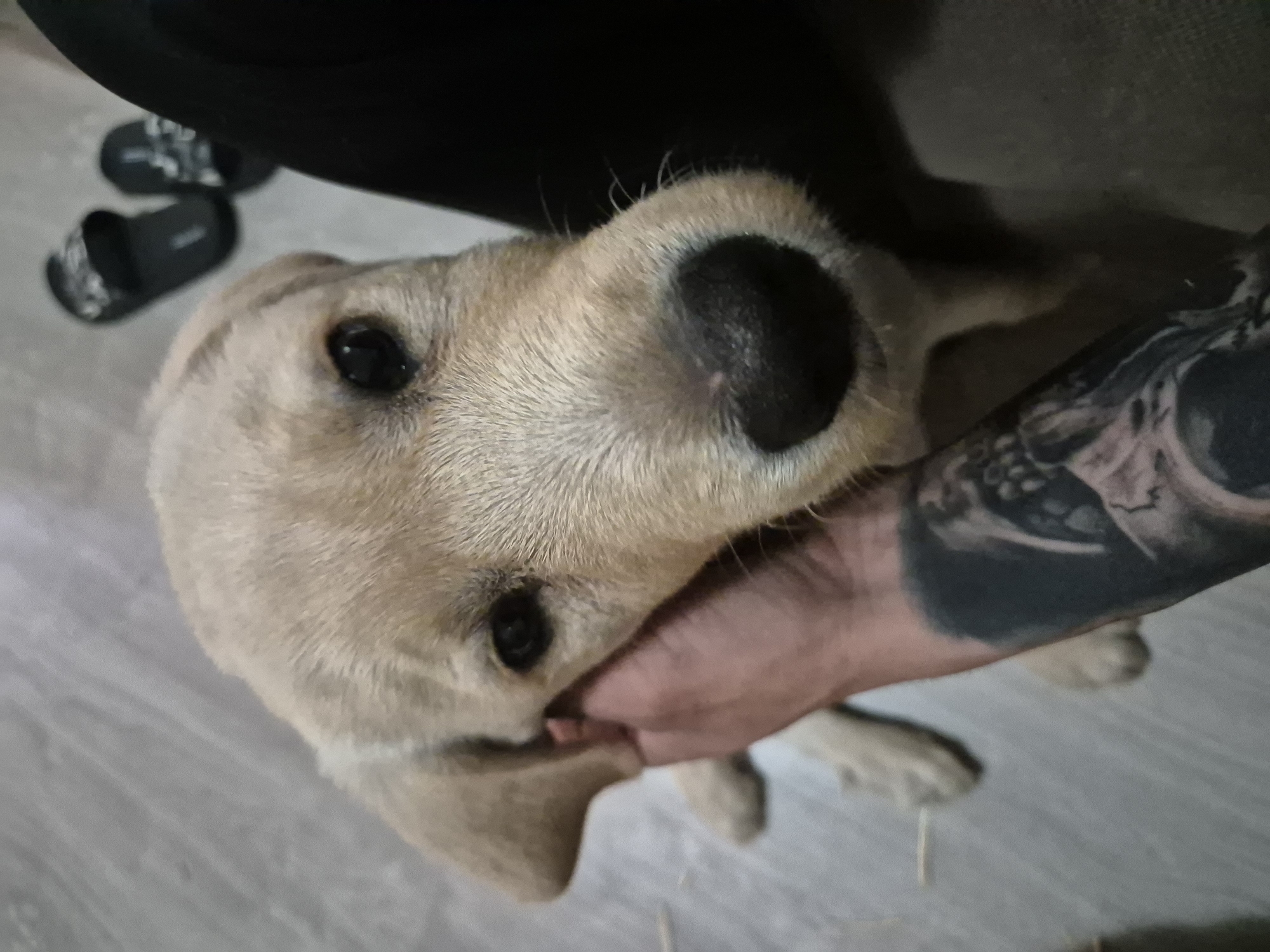 A close-up shot depicts a light-yellow Labrador Retriever dog with a black nose, held by a person's left arm adorned with a black tattoo. The dog's face is the primary focus, with its eyes visible. Part of a black chair or seat is visible in the upper-left corner, along with a pair of black and white sandals. The background includes a gray floor and the arm of the dog. The location is not specified.