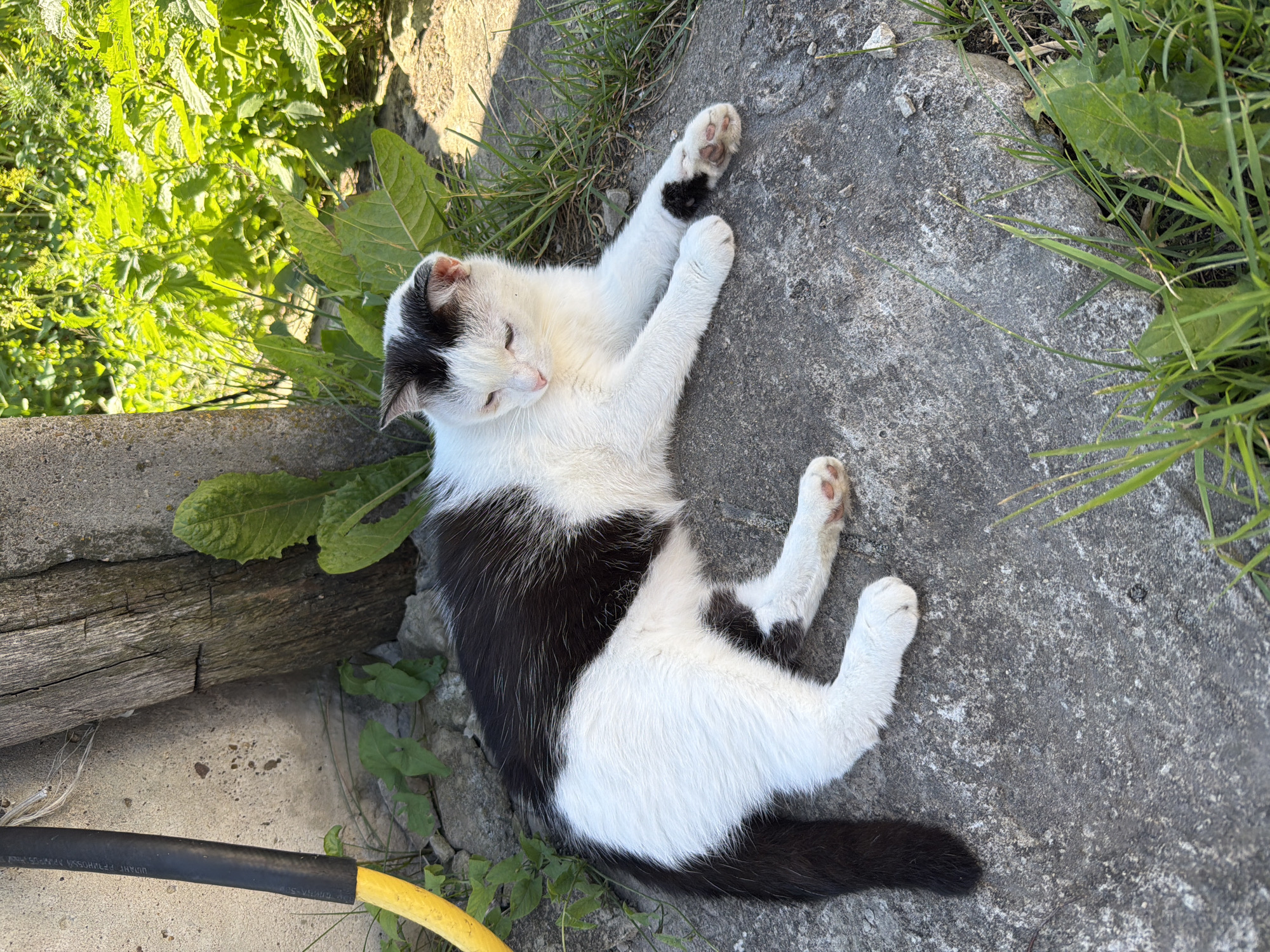 A black and white cat is resting on a concrete surface outdoors. The cat is lying on its back with its legs spread, appearing relaxed and comfortable. Its eyes are closed, and its head is tilted slightly to the side. Green vegetation and grass are visible around the concrete, with some sunlight casting shadows. A wooden log and a piece of black and yellow hose are also present in the scene. The overall setting suggests a warm, sunny day in a natural or semi-natural environment. There is no visible text in the image.