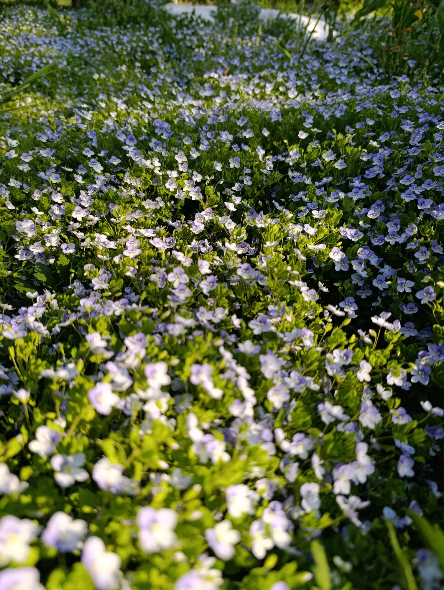 The image depicts a dense field of small, light purple and white flowers interspersed with green foliage. The scene appears to be outdoors, with sunlight illuminating portions of the flowers and plants. The location is Chaikovsky, Russia. No people, subjects, objects, actions, or interactions can be specifically identified beyond the presence of the floral and vegetative elements.