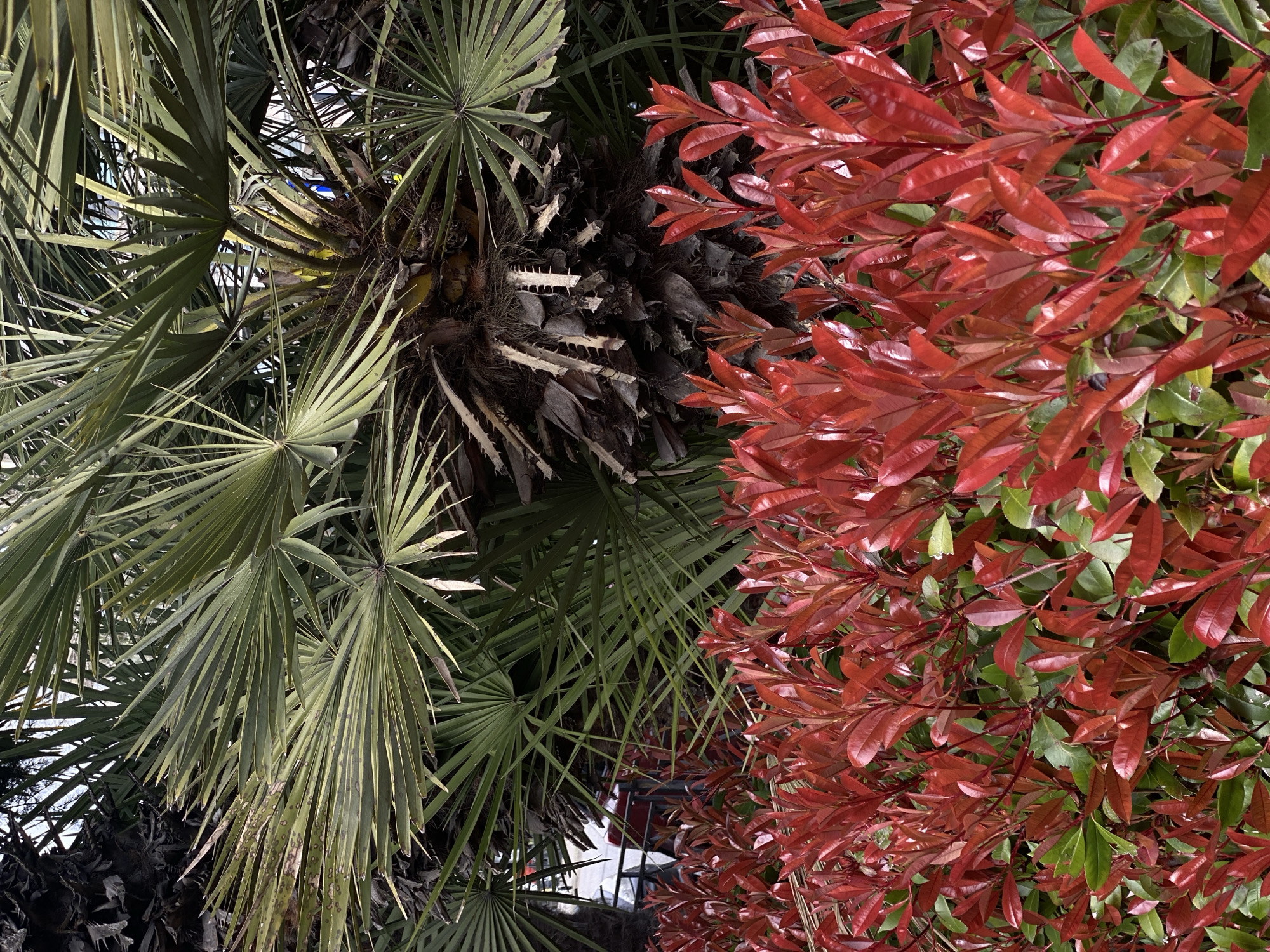 The image displays a vibrant outdoor scene in Sochi, Russia, dominated by lush vegetation. In the foreground, a dense hedge of *Photinia x fraseri* 'Red Robin' is present, characterized by numerous glossy, elliptical leaves, with prominent new growth exhibiting a bright red hue transitioning to green at the lower, more mature sections. Behind this hedge, a large palm tree, consistent with *Trachycarpus fortunei*, occupies the midground and background. Its dark, fibrous trunk is partially visible, featuring remnants of old frond bases, some with thorny protrusions. Numerous fan-shaped, green fronds extend outwards, some displaying minor dark spotting or discoloration. Through gaps in the dense foliage on the left side, elements of a paved surface, a dark metal fence or railing, and a partially obscured dark-colored vehicle are discernible. The scene is illuminated by natural daylight, indicating an outdoor, landscaped environment within the city of Sochi.