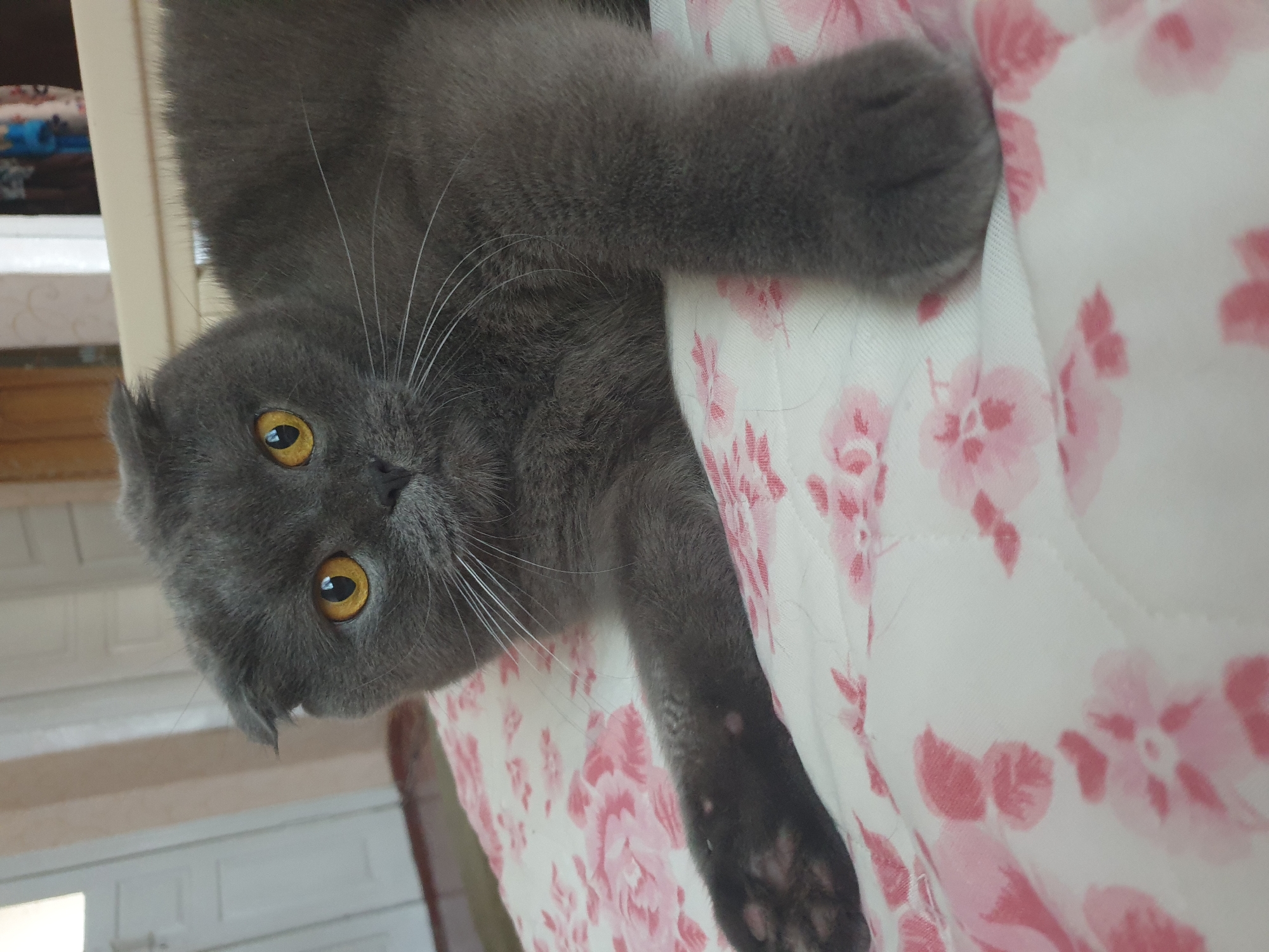 A grey Scottish Fold cat with yellow eyes lies on a bed covered with a pink floral comforter. The cat's ears are folded down. The background shows a slightly out-of-focus room with doors and furniture. The location is not specified in the image or its metadata.
