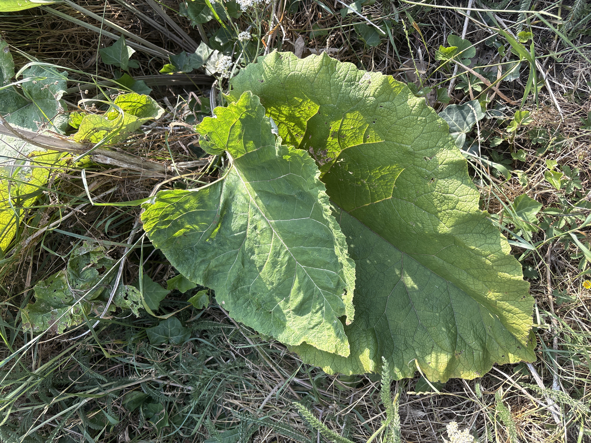 The image shows a close-up, overhead view of two large, green, textured leaves with prominent veins lying on the ground amidst dry grass, straw, and other sparse vegetation. Sunlight casts shadows across the leaves. There is no indication of the location being in the city of Chelmsford, United Kingdom, or any specific urban environment. The scene is natural and appears to be outdoors.