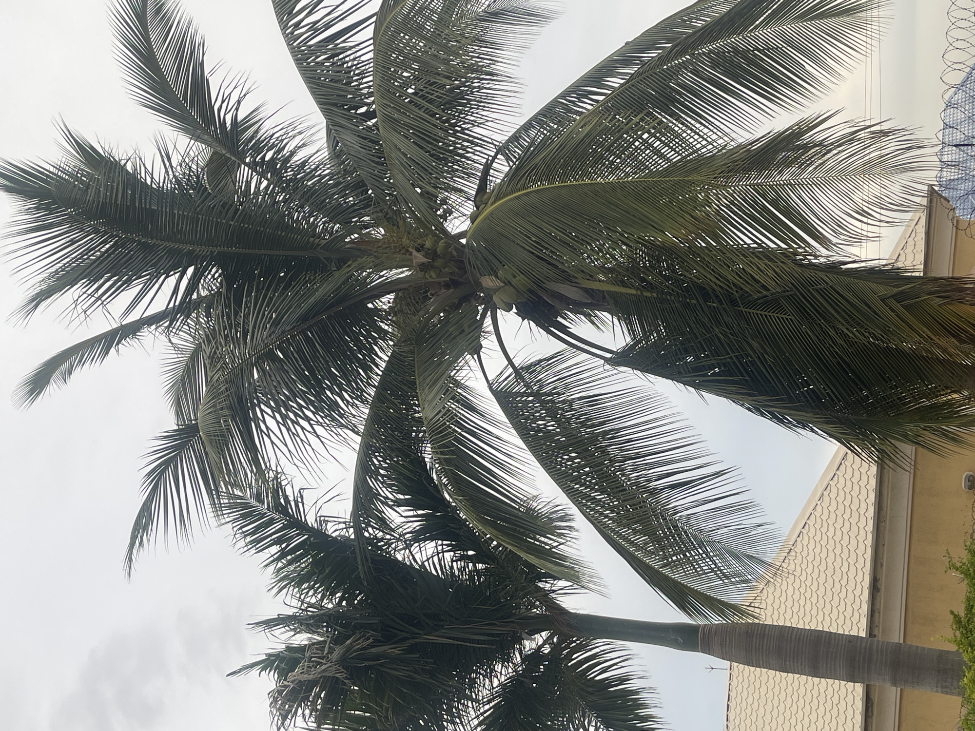 A close-up, low-angle shot captures two palm trees against a cloudy sky. The palm tree on the right, closer to the camera, is laden with green coconuts. Its large fronds dominate the foreground, with some leaves drooping downwards. The palm tree on the left is partially obscured and appears thinner, with some of its fronds looking dry. In the background, a light-colored, corrugated metal roof of a building is visible, with a portion of a yellow wall beneath it. A barbed wire fence with a light fixture attached is also present in the lower right corner of the image. This scene is consistent with the tropical climate and urban landscape found in areas of Abuja, Nigeria, where palm trees are common in residential and commercial areas, and buildings often feature metal roofing. There are no people or animals visible in this image.
