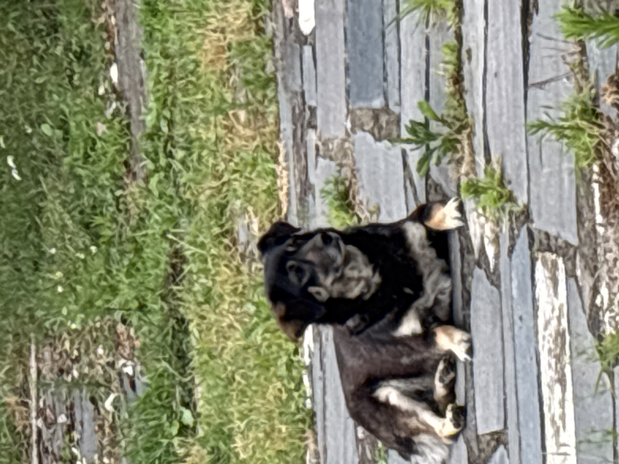 The image shows a medium-sized dog lying on a pathway made of grey stones and wooden planks. The dog has dark fur with lighter brown and white markings on its legs and chest. It is looking upwards with its mouth slightly open. The pathway is surrounded by green grass and some leafy plants. The lighting suggests it is daytime, and the overall scene appears to be outdoors in a natural setting. There is no visible text in the image.