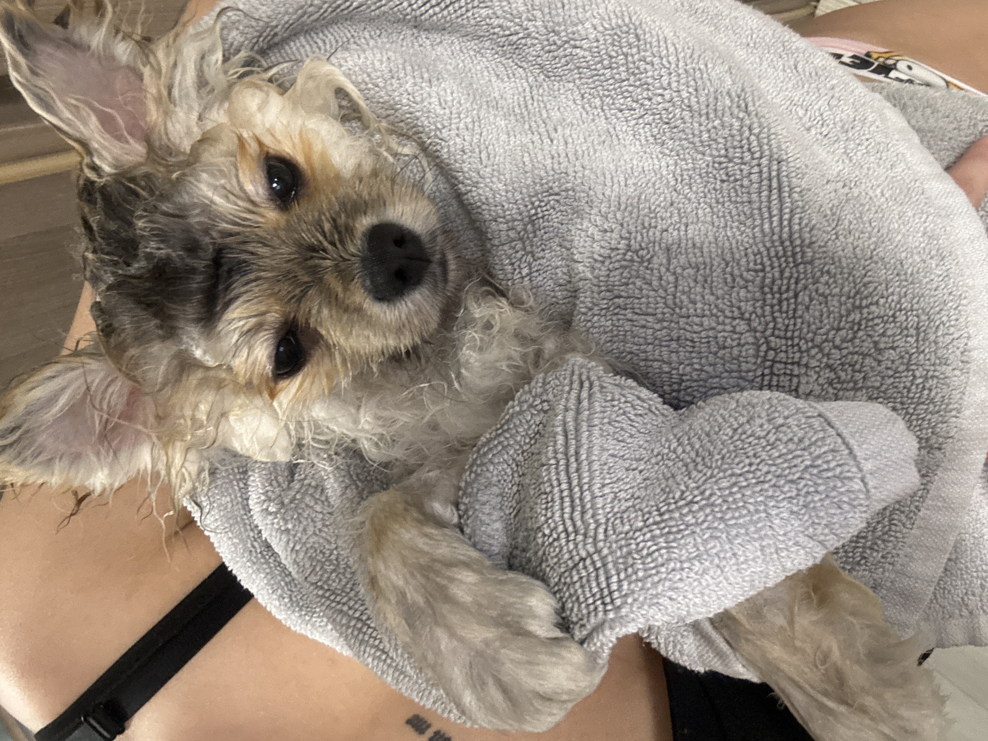A close-up, slightly angled shot shows a small, wet dog wrapped in a gray towel. The dog has light brown and gray fur, with a black nose and dark eyes. Its ears are floppy and wet. The towel is thick and textured. Parts of a person's torso are visible, wearing a black bra, and a small tattoo is visible on their skin. The location cannot be determined from the image.