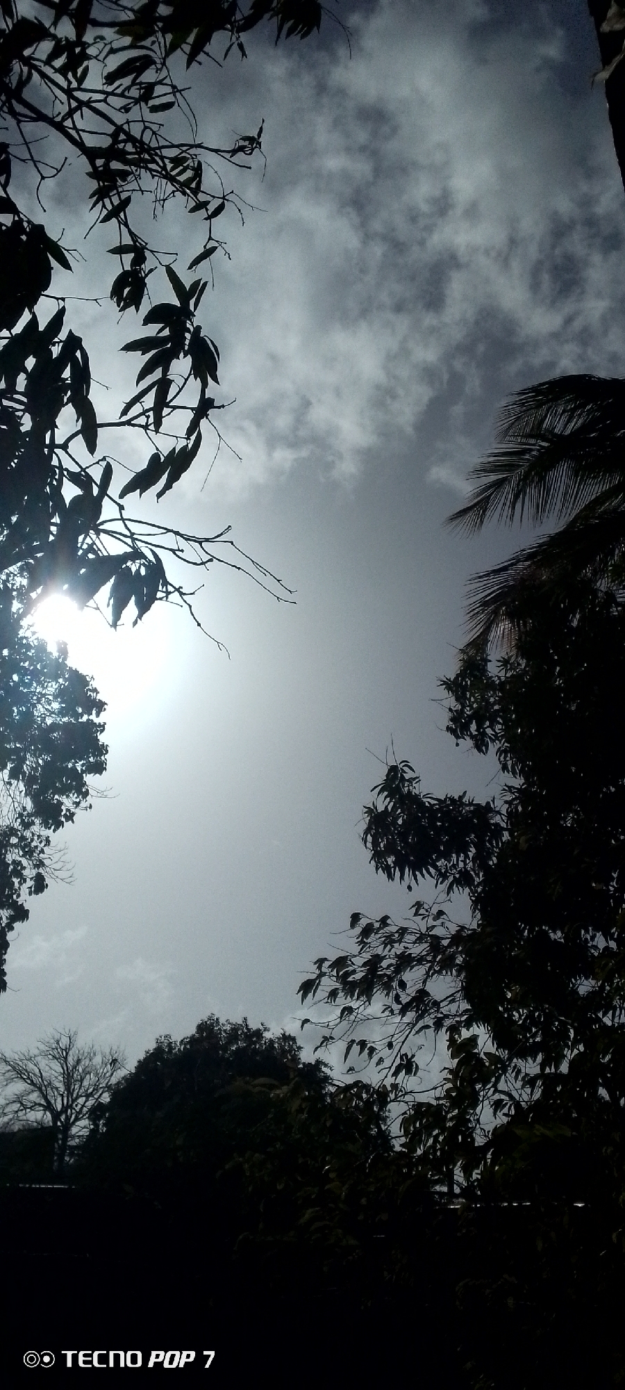 The image shows a low-angle view of the sky in Altagracia, Venezuela, framed by tree branches and foliage. The sky is overcast with light, cloudy patterns. The sun is visible through the leaves on the left, creating a bright glare. The foreground is dominated by silhouettes of trees and plants. At the bottom left of the image, the words "TECNIO POP 7" are visible.
