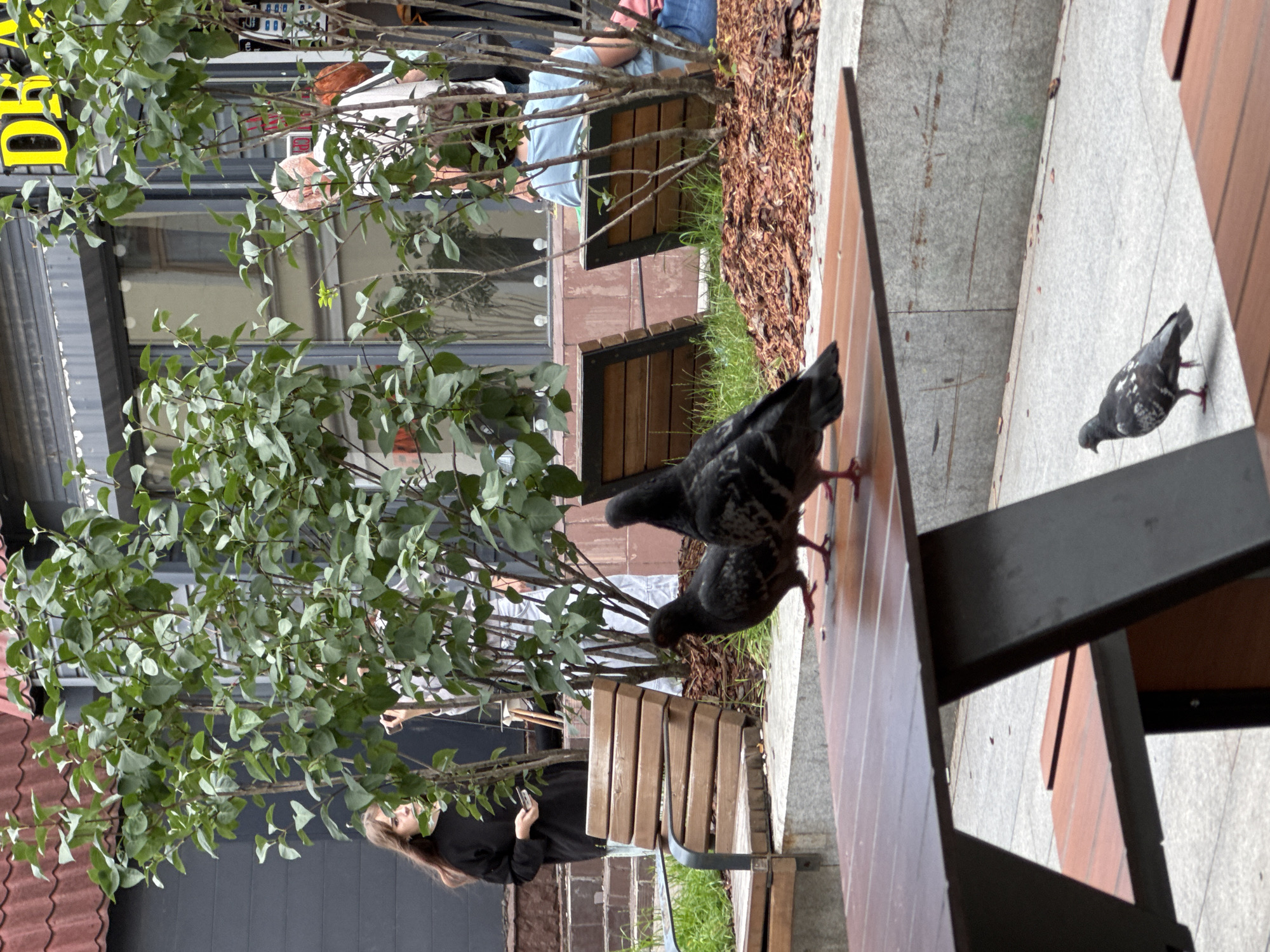 In a paved urban area with trees and outdoor seating, two pigeons are in the foreground, standing on a wooden table. In the mid-ground, another pigeon is visible walking on the pavement. Behind the pigeons, wooden benches are arranged around trees. In the background, people are seated at outdoor tables. A building with windows and a yellow sign reading "DRA" is visible behind the trees. The scene appears to be an outdoor cafe or restaurant seating area.