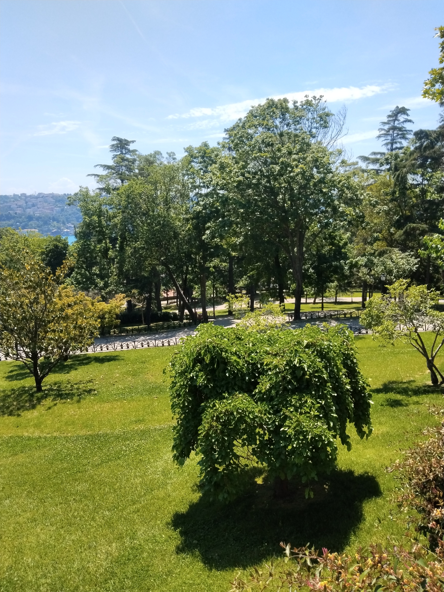The image displays a serene park or garden located in Sarıyer, Turkey, bathed in bright daylight. The foreground is dominated by a lush, green lawn with a neatly trimmed appearance. A large, verdant bush with dense foliage stands prominently in the lower-center, casting a distinct, dark shadow on the grass, indicating strong sunlight. To the left, a smaller, lighter green tree is also visible.
In the midground, a paved pathway meanders through the park, lined with a decorative dark metal fence or railing. Several park benches are positioned along this path, suggesting areas for rest and observation. Behind the pathway, a variety of trees, including both tall deciduous and coniferous species, create a dense canopy of green, extending upwards and filling much of the midground and upper right portion of the frame.
The background offers a panoramic view under a clear, bright blue sky with scattered wispy clouds. Through the gaps in the foliage, a sparkling blue body of water, characteristic of the Bosphorus Strait, is visible. Beyond the water, a cityscape stretches across the distant hillsides, featuring numerous buildings.
The scene is tranquil and devoid of people, emphasizing the natural beauty and calm atmosphere of the park. The defined shadows and bright illumination suggest a sunny day, likely during the mid-morning or afternoon. No visible text is present in the image.