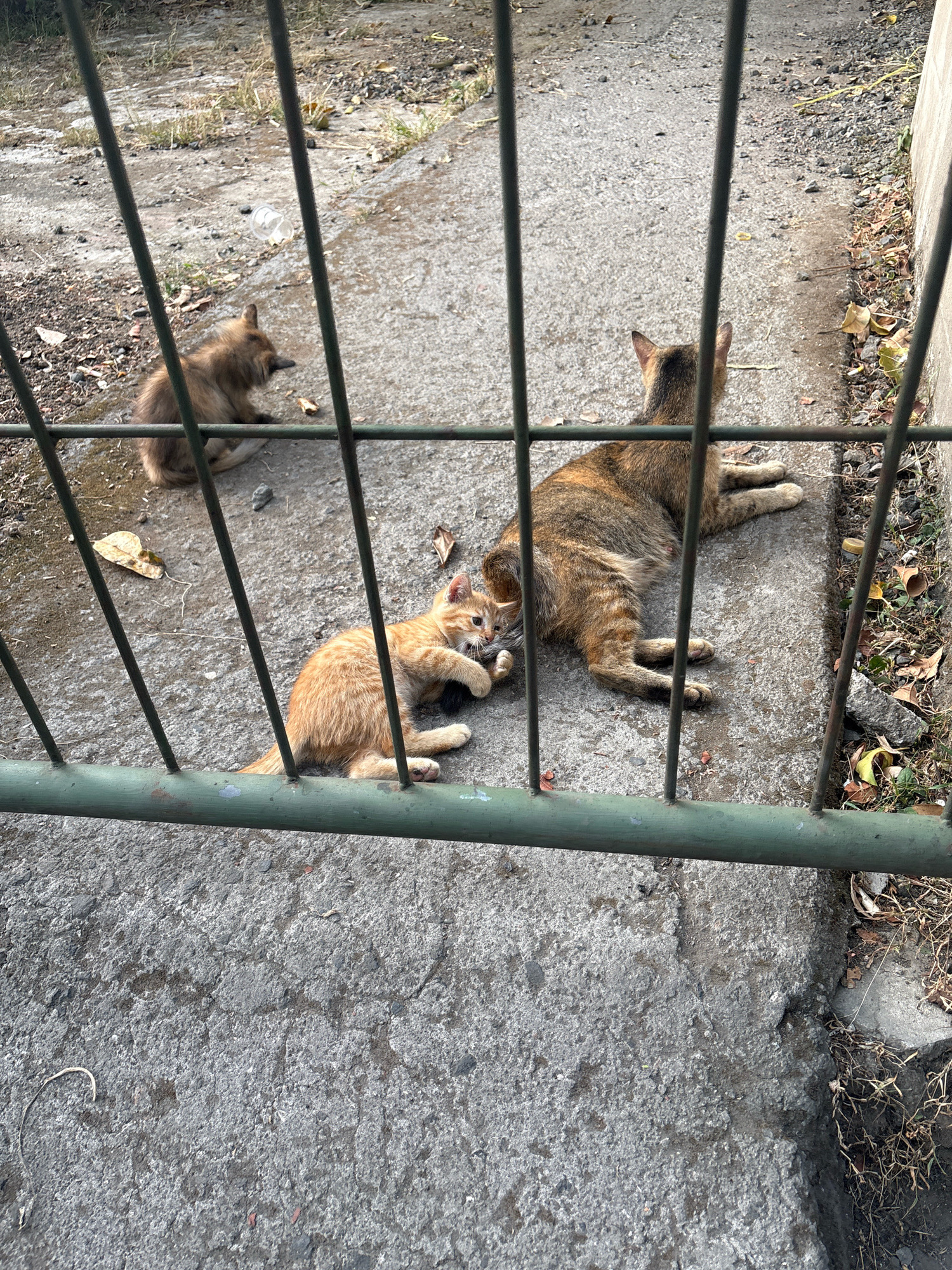 Three cats are on a concrete surface, behind a green metal fence. On the left, a fluffy brown cat is sitting and looking to its right. In the center foreground, a small orange kitten is lying on its side, playing with a dark object. To the right of the kitten, a larger brown and tan cat is lying down, facing towards the left. The ground is wet and appears to be an outdoor area, possibly a yard or alleyway. There are some scattered leaves and debris on the ground. The lighting suggests it is daytime.