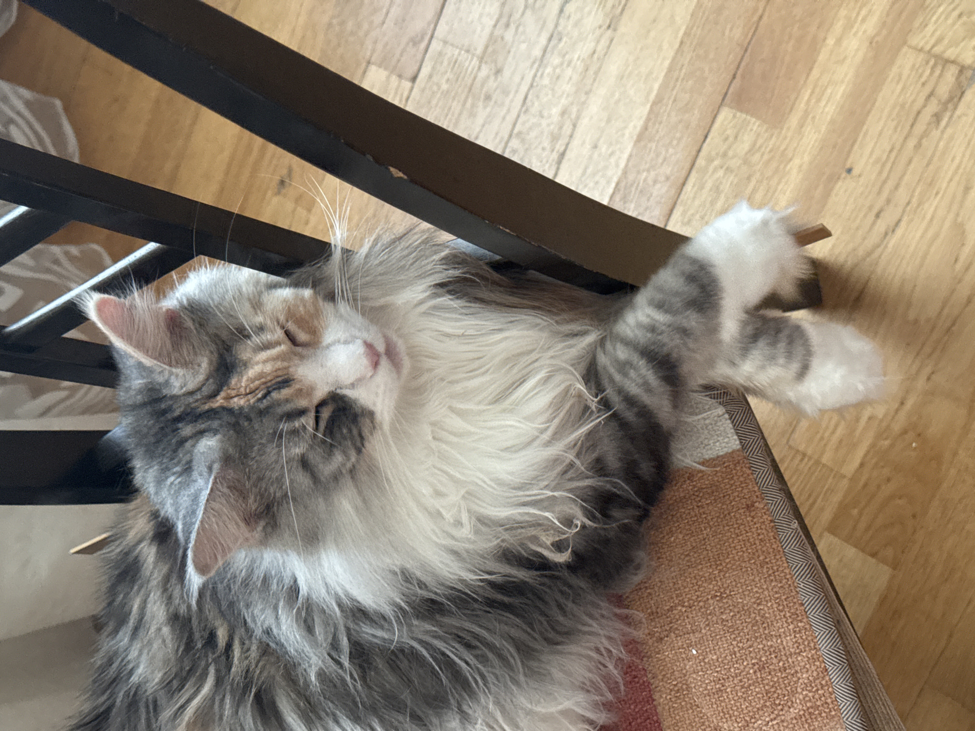 A long-haired calico cat with gray, white, and orange fur is lying on a chair with a patterned cushion. The cat is resting on its side with its eyes partially closed. One of its front paws is extended, resting on the wooden floor. The chair has dark brown metal legs and is positioned near a wooden floor. The background is slightly blurred, showing a wall with a patterned curtain. The image appears to be taken indoors.