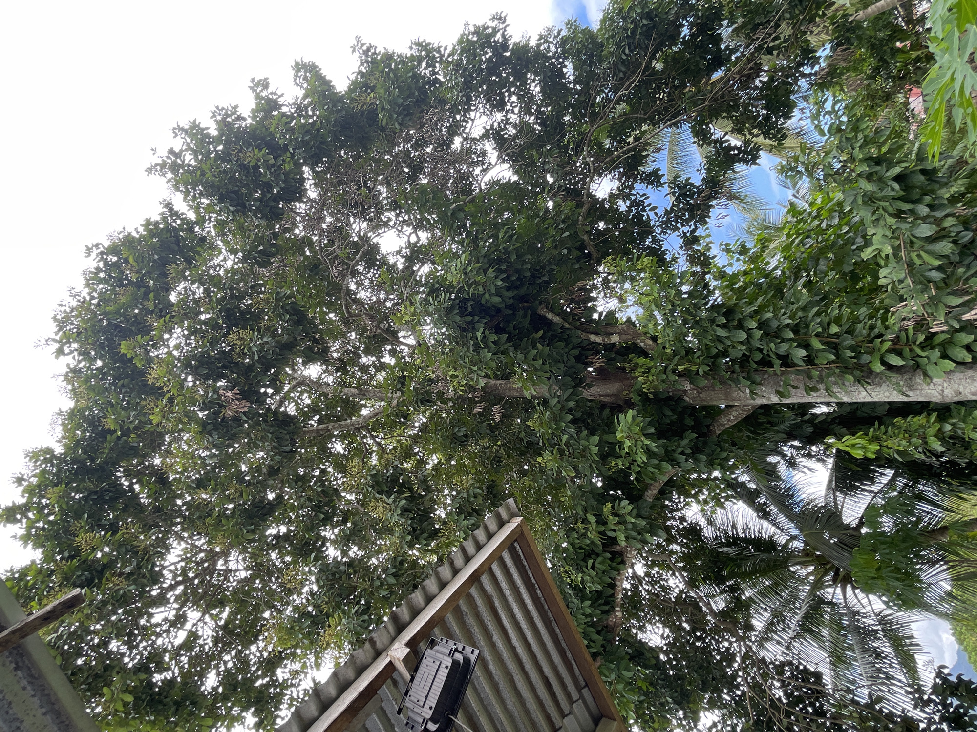 The image, taken from a low angle, depicts a scene in Hijo, Philippines. A large tree dominates the frame, its dense canopy of green leaves filling most of the view. The trunk is visible, appearing smooth and light in color. Partially visible in the lower part of the frame is a corrugated metal roof with wooden supports. A black electrical box is attached to the roof. Patches of blue sky are visible through the leaves of the tree. A second tree, potentially a palm, can be seen on the right side.