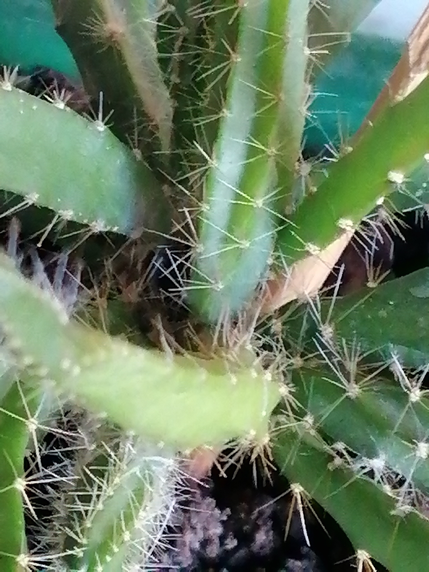 The image is a close-up, high-angle shot of a cactus plant with green stems and numerous sharp spines. The cactus is shown in its entirety, with its spiny stems and the soil it is planted in visible at the bottom. The background is a blurred green, possibly another plant or a wall. There are no people or animals present in the image. The lighting is natural, and the focus is on the intricate details of the cactus's structure. The scene depicted is a botanical subject, a cactus plant, and does not provide any information about its location in Rostov-on-Don, Russia, or any other geographical context.