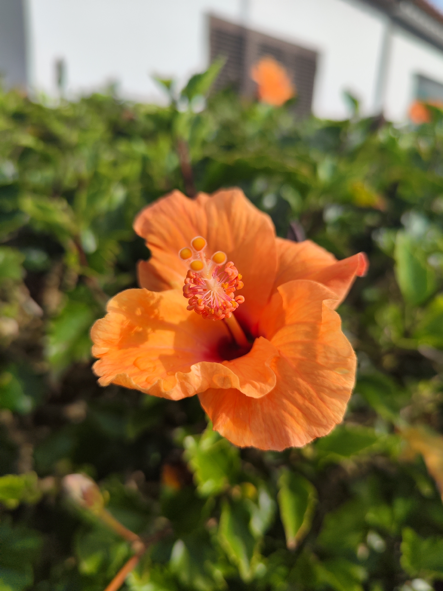 A close-up shot of an orange hibiscus flower is in focus, set against a blurred background of green foliage and a partially visible white building. The flower's stamen and pistil are prominently displayed. The location is suggested to be Ribeira Grande, Portugal, based on additional information, although this is not evident solely from the visual content. The focus remains on the flower and its immediate surroundings.