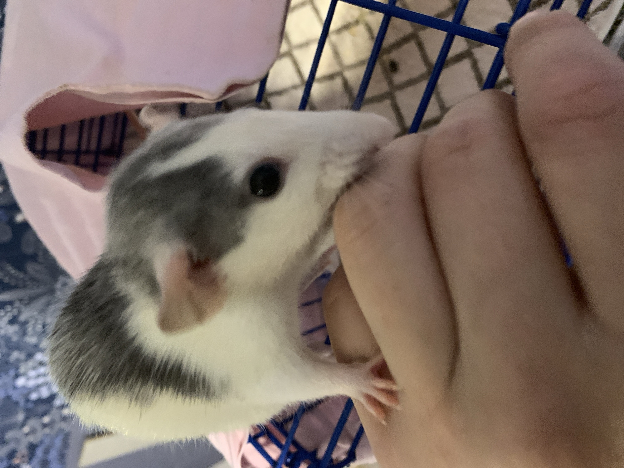 A gray and white rat is biting a person's finger. The rat is in a cage with blue bars and a pink liner. The location is not identifiable in the image.