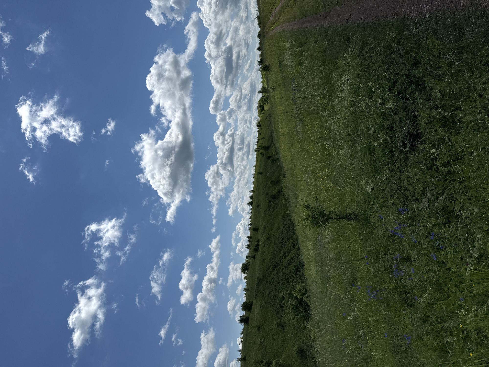 A vertical, eye-level shot captures a vast, rolling landscape under a bright blue sky dotted with fluffy white clouds. The foreground is dominated by a dense field of lush green grass, interspersed with scattered patches of small blue and yellow wildflowers and tall, thin weeds. A narrow, unpaved dirt path runs diagonally from the lower right corner of the frame up towards the horizon on the right side.
The middle ground features a gentle, grassy slope rising to the left, with scattered, dark green trees or bushes dotting its surface. A deeper, shadowed ravine cuts into the hillside on the left. The horizon line is marked by a continuous line of similar dark green vegetation, suggesting a wooded area or more distant hills. The overall environment is natural and undeveloped, with no signs of human habitation or structures, indicative of a rural or wilderness setting. The lighting suggests it is daytime, with the sun casting subtle shadows and illuminating the clouds. The scene does not contain any people.