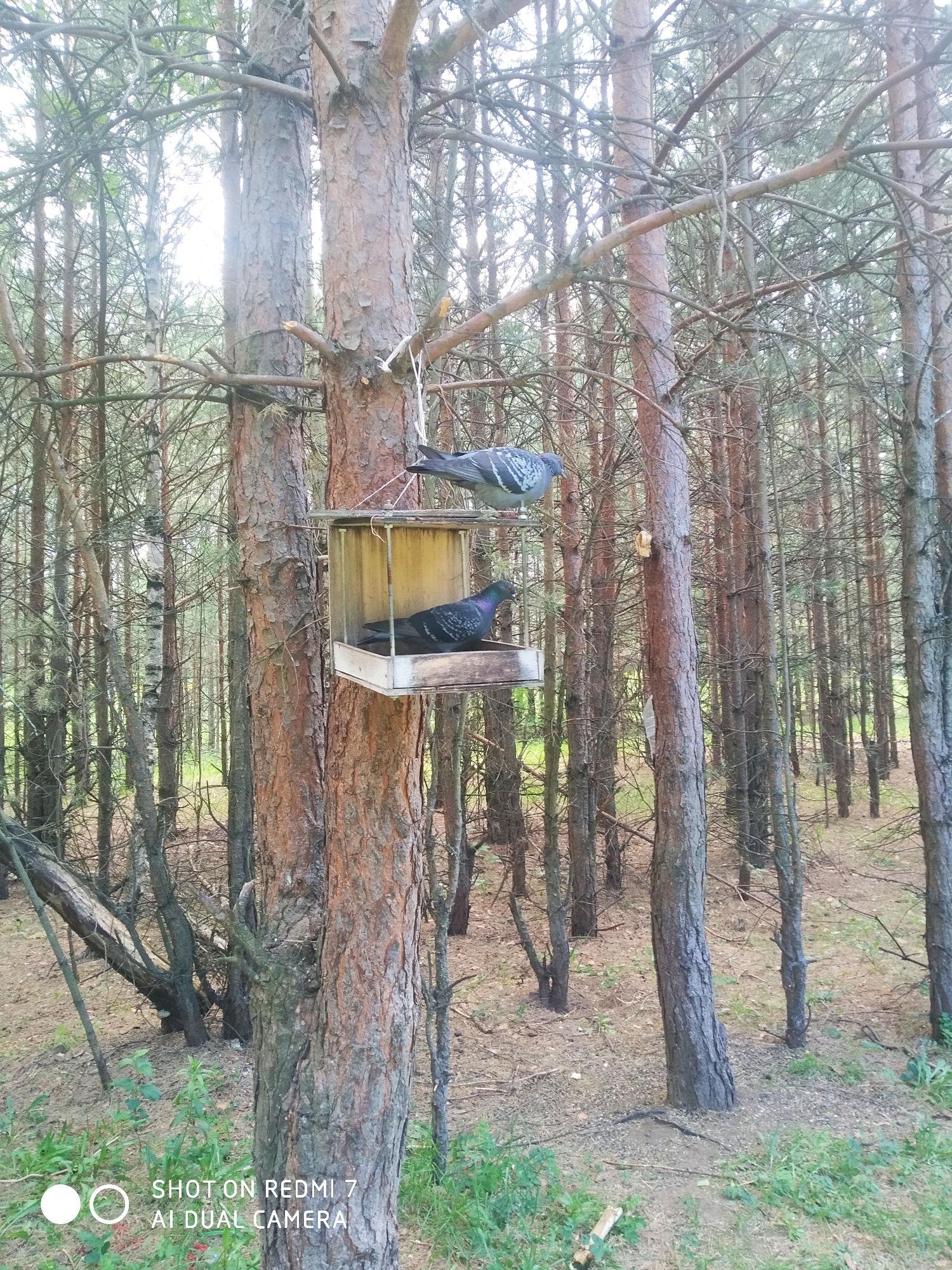 The image shows a forest with numerous tall, thin trees. A wooden bird feeder is hanging from one of the trees. Two pigeons are present: one perched on the top edge of the feeder and the other inside it. The ground is covered in fallen pine needles and some sparse greenery. The bottom of the frame includes a white watermark that reads "SHOT ON REDMI 7 AI DUAL CAMERA". The location is implied to be Chaikovsky, Russia.