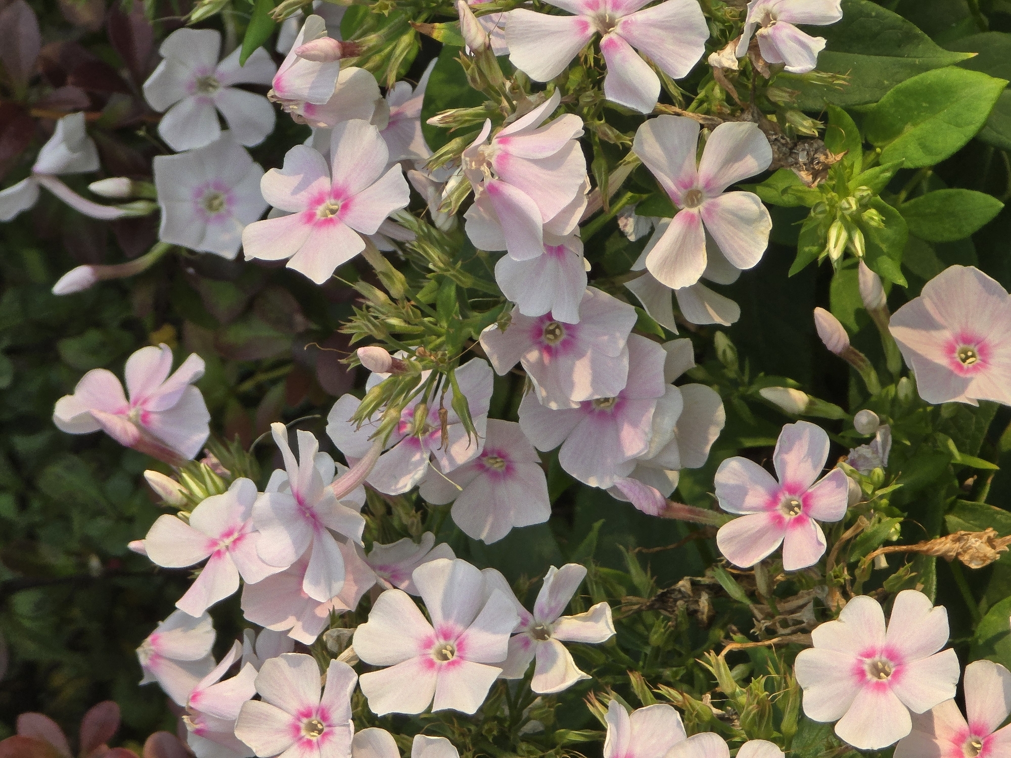 A close-up, vertical shot features a cluster of delicate, pale pink phlox flowers with bright pink centers, set against a dark, out-of-focus background of green leaves and dark reddish foliage. The lighting suggests late afternoon or early morning, casting soft shadows on the petals and highlighting their textures. Several flower buds are visible among the open blooms, indicating the plant is in full bloom. The scene is devoid of any human presence. This floral composition is consistent with a garden setting, which could be found in a park, private garden, or even a public flower bed within the city of Vyshneve, Ukraine.
