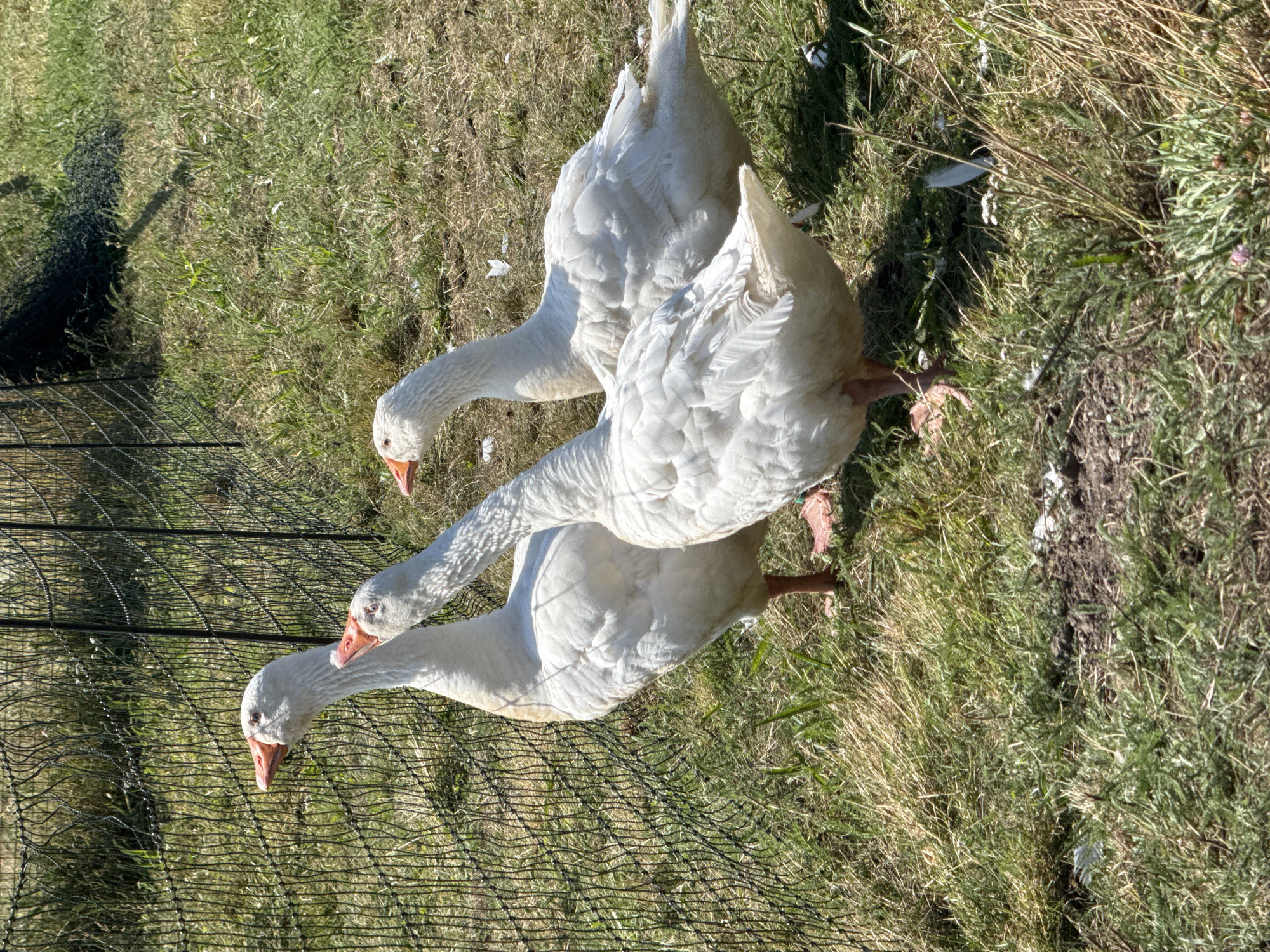 The image shows three white geese in a grassy enclosure, likely part of the Walkenried Abbey complex in Germany. The geese are standing close together, facing to the left and looking upwards, possibly at something beyond the frame. They are large, domestic birds with orange beaks and feet. The enclosure is surrounded by a black mesh fence. The ground is covered in dry grass, with some patches of bare earth and scattered white feathers. The lighting suggests it is a sunny day. The environment appears to be a rural or semi-rural setting.