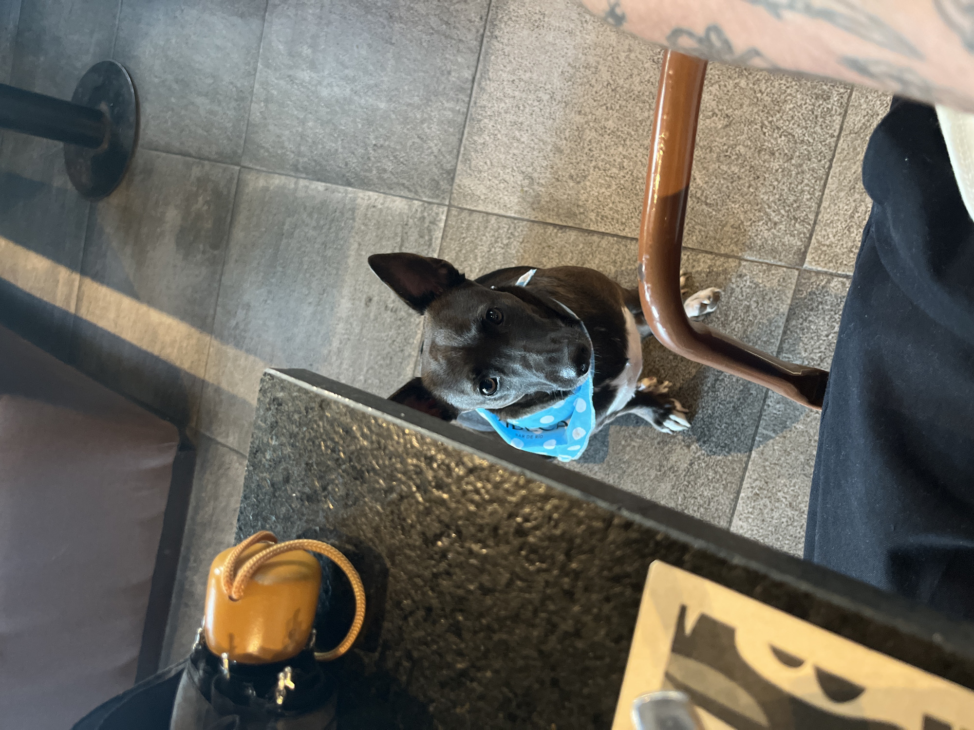 A high-angle, slightly tilted, close-up photograph captures a scene likely in a cafe or bar in Cordoba, Argentina. A small black and white dog, wearing a light blue bandana with white polka dots, is looking up at the camera. The bandana has the words "BAR DE RIO" printed on it. The dog is positioned on the floor with grey tile. Next to the dog is a wooden chair leg and a person sitting, with part of their arm visible, featuring tattoos. They are wearing dark-colored pants. A table with a dark, textured surface occupies the foreground. On the table, there is an object that looks like an umbrella handle and part of a sign or menu. In the background, there is a metal bar leg attached to the floor.