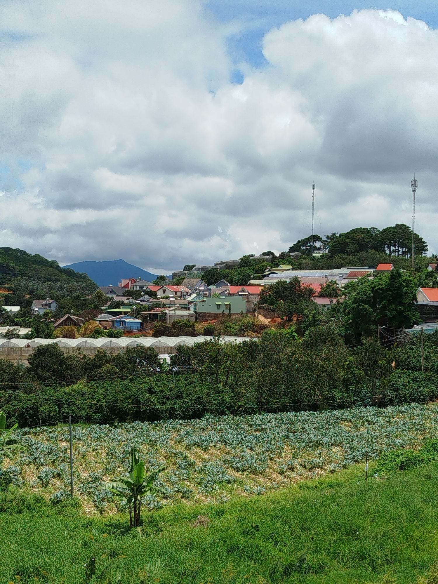 The image depicts a rural landscape in Xuân Sơn, Vietnam, characterized by rolling hills covered in lush vegetation and scattered settlements. In the foreground, a field of green crops, possibly vegetables, is visible, with a young banana tree standing prominently in the middle. Beyond the crop field, a dense expanse of trees separates it from a collection of houses nestled on a hillside. These houses are a mix of architectural styles, with some featuring red tile roofs and others modern, flat roofs. Several greenhouses, characterized by their white, translucent coverings, are also present among the dwellings, suggesting agricultural activity. In the background, a large, hazy blue mountain range forms the horizon, and two tall communication towers rise above the trees on the distant hills. The sky is partially obscured by a mix of white and gray clouds. The overall scene suggests a tranquil, agricultural community integrated with its natural surroundings.