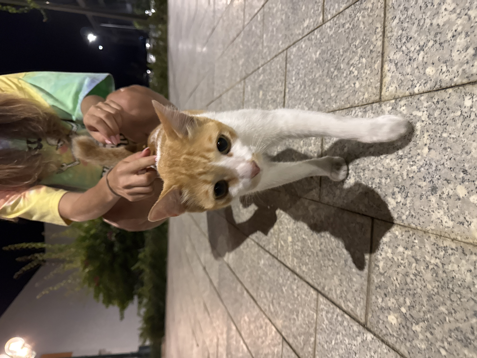A medium shot shows a cat being petted outdoors in the evening. The cat is mostly white with patches of orange fur on its head. It stretches out one front paw toward the viewer. A person in a colorful t-shirt pets the cat with their hands. The ground is made of large gray and white stone tiles. The background is blurred with greenery on the left and dim street lights in the distance.