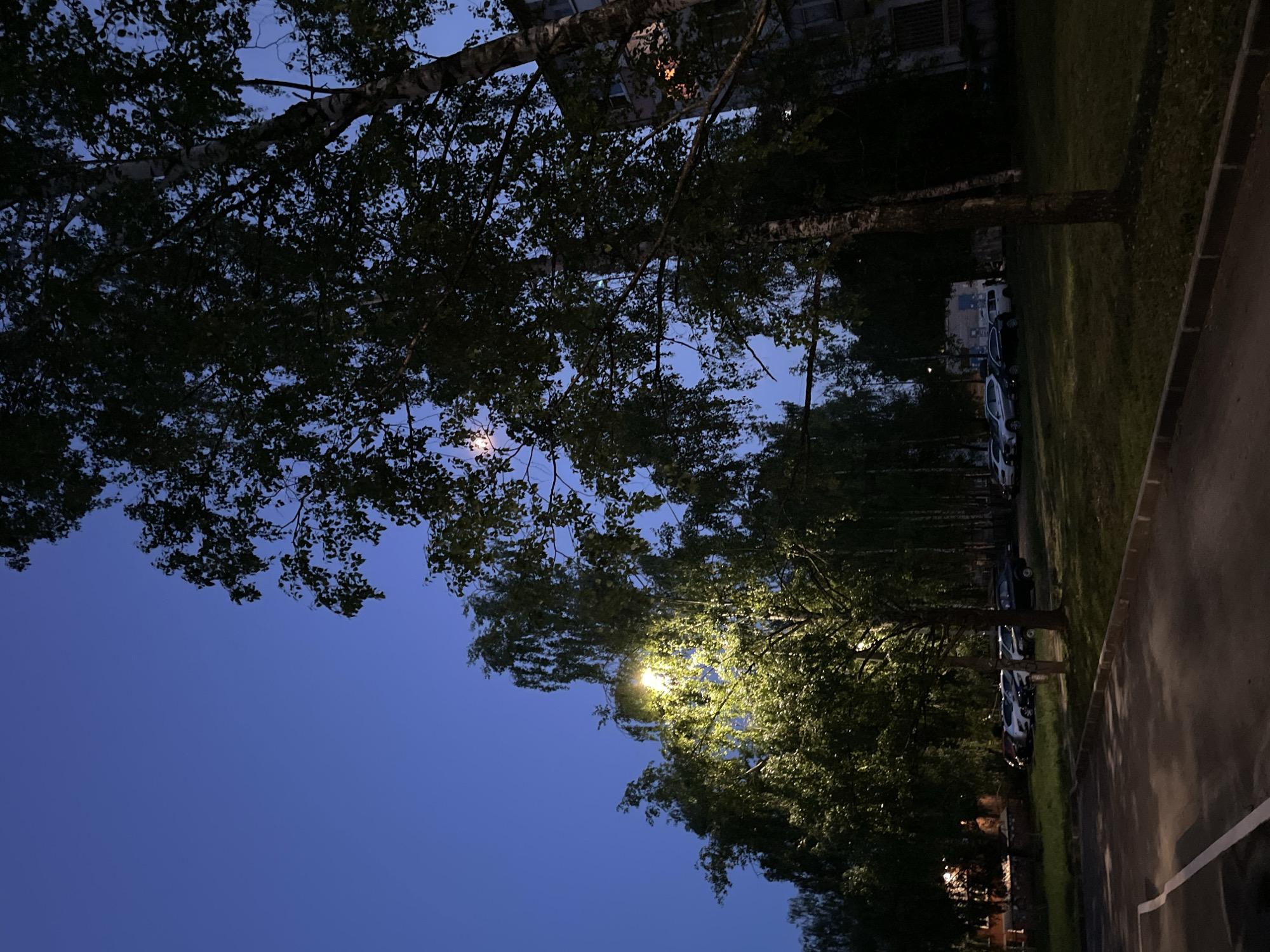 The image depicts a view in Izhevsk, Russia, taken at dusk. A row of trees lines a street, with parked cars visible along the roadside. A building with lit windows can be seen in the background. The sky is dark blue. A street lamp illuminates the trees in the foreground. The scene suggests a quiet evening in a residential area.