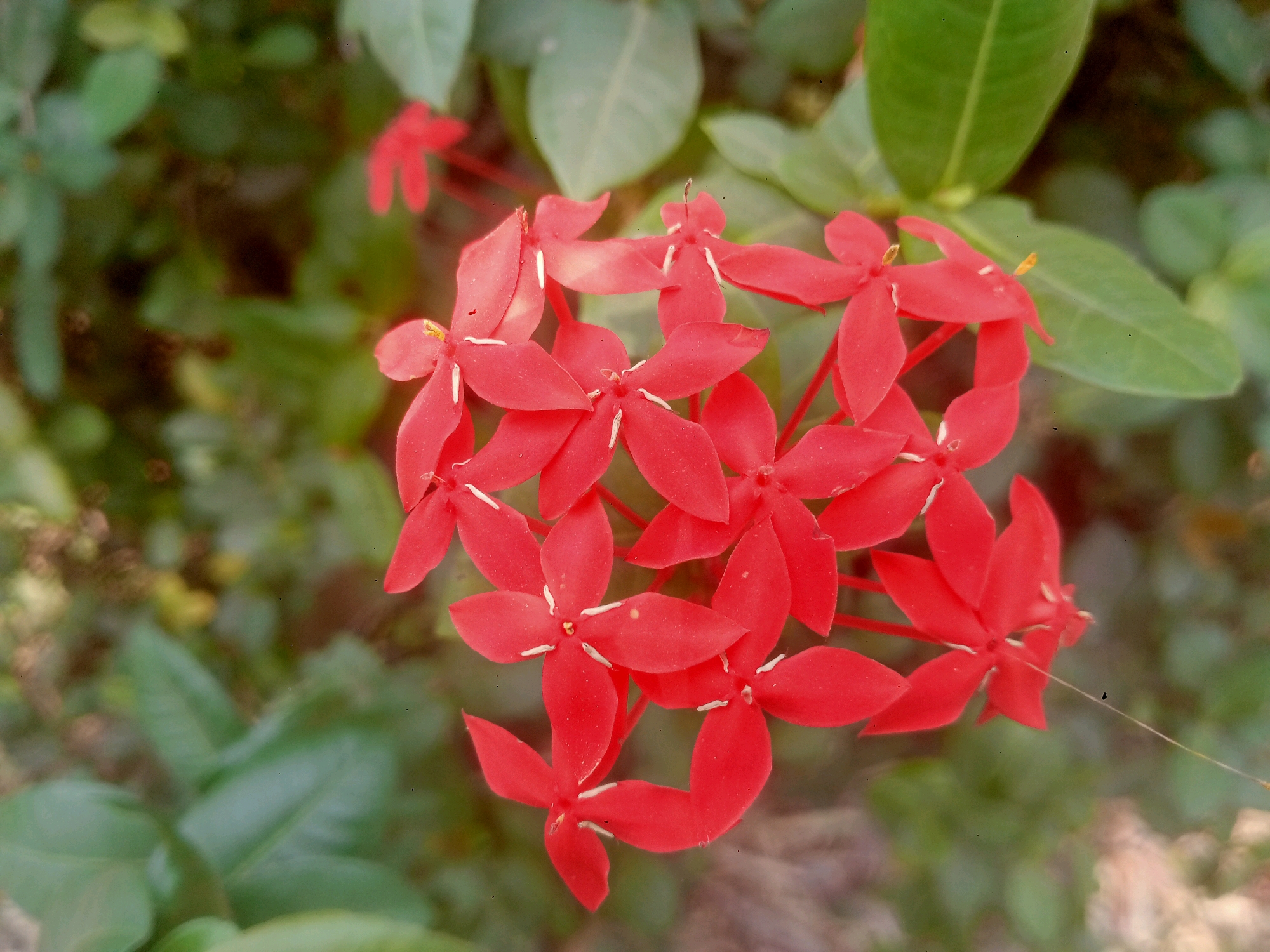 The image is a close-up shot of a cluster of bright red Ixora flowers. The flowers have a star-like shape with four petals each, and white stamen visible in the center. They are in full bloom and appear to be growing on a plant with lush green foliage. The background is softly blurred, suggesting a natural outdoor setting, possibly a garden or park. The lighting appears to be natural daylight. The overall impression is of a vibrant and detailed botanical photograph. The image does not contain any people, actions, or interactions. There is no information provided about the specific location in Sanan, Indonesia.