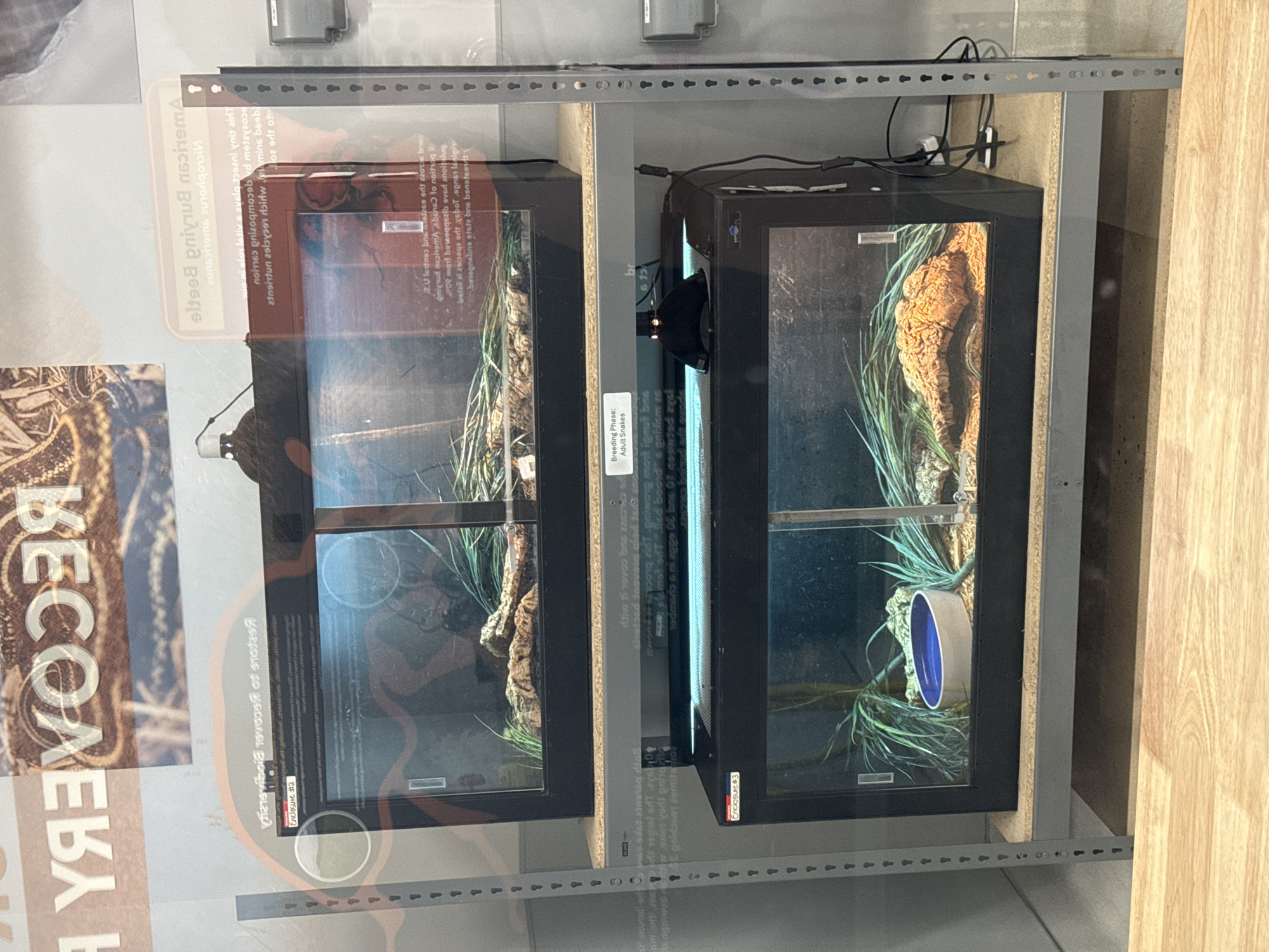 The image shows two terrariums in Powell, Ohio, USA. The terrariums are situated on a metal shelf with a wooden panel to the right. The terrariums appear to house snakes, with green plants, wood, and a blue bowl visible inside one. Text on a sign to the left mentions "Recovery" and "Breeding Phase: Adult Snakes" is visible on a label next to one of the terrariums. There are also texts referring to a "2.U letres bine metse elt zzos bou" written on the side. Power cables are visible at the back of the terrariums.