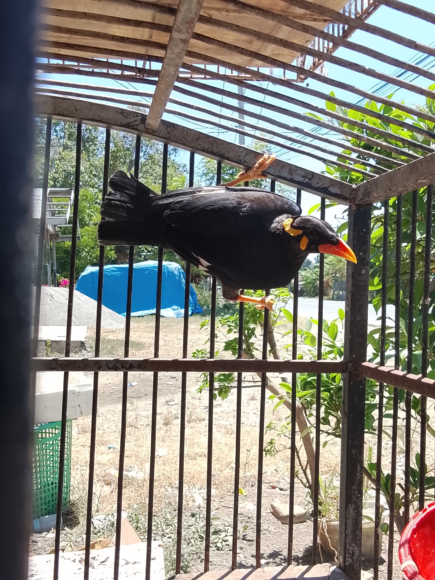 A black bird with a yellow marking above its eye and an orange beak is perched on the horizontal bar of a rusty metal cage. The cage has a wooden roof with metal bars running underneath. In the background, there is a blue tarp, green foliage, and a road with trees. The scene appears to be in Kuta Trieng, Indonesia, as indicated by the foliage and general environment. The bird's legs are visible, gripping the bar. The lighting suggests it is daytime, with sunlight filtering through the cage bars.