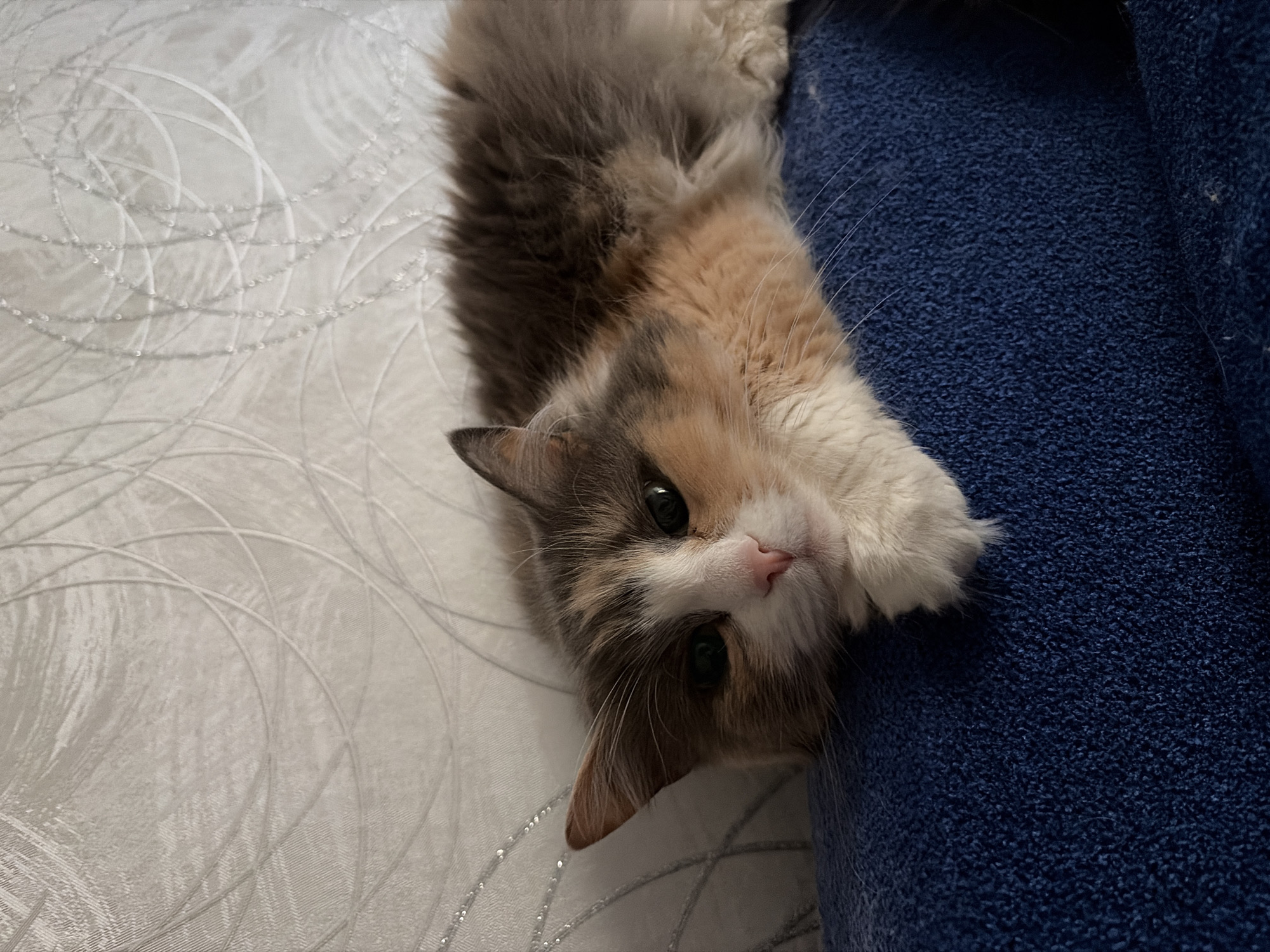 An indoor, close-up shot features a fluffy, multi-colored cat lying on its side, its head turned to face the camera. The cat, appearing to be a calico or tortoiseshell with significant white markings, displays a coat of grey-brown, cream, and white patches. Its dark, observant eyes look directly at the viewer, framed by a pink nose and prominent white whiskers.
The feline subject rests partly on a deep blue, textured fabric, which resembles upholstery or a plush blanket. The remainder of its body and head are on a white or light grey surface, possibly a bedspread or a decorative floor covering. This lighter surface is adorned with subtle, swirling circular patterns that include small, reflective embellishments or glitter, creating a delicate shimmer. The photograph is captured from a slightly elevated, tilted perspective, emphasizing the cat's engaging and calm presence within the domestic setting.