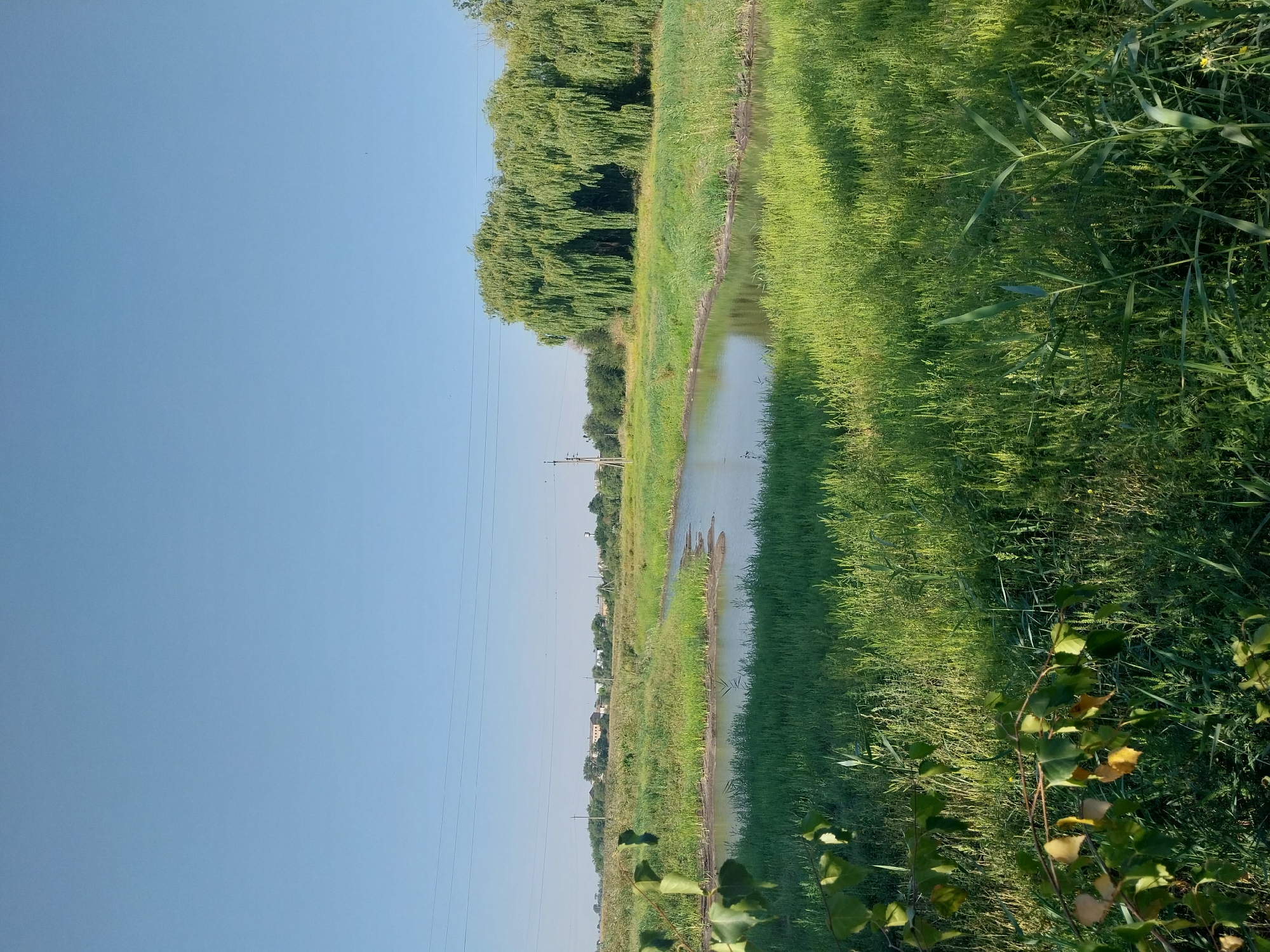 A wide-angle, eye-level shot captures a serene, rural landscape under a clear blue sky. In the foreground, lush green grass dominates the lower half of the frame, with a branch bearing green and yellow leaves on the left. A calm, shallow body of water, possibly a pond or slow-moving river, occupies the mid-ground, its surface reflecting the sky. The water's edge is lined with reeds and patches of sandy earth.

Beyond the water, the landscape continues with more dense green vegetation and tall grass. To the right of the frame, a striking line of weeping willow trees creates a dense green canopy. In the distance, on the left side of the image, a cluster of buildings, likely houses, is visible amongst scattered trees, suggesting the presence of a village or settlement. Power lines are strung across the upper portion of the sky, with a distant utility pole also visible. The overall impression is one of natural tranquility and a rural setting. The location is identified as Petrykivka, Ukraine.