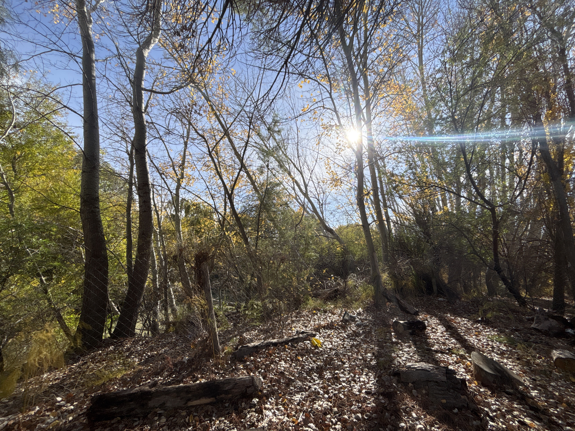 The image depicts a forest scene, most likely in the city of Trelew, Argentina. The foreground is covered in fallen leaves and logs. Trees of varying sizes populate the scene, some with bare branches and others with leaves. The sun is visible through the trees, causing a bright glare and casting shadows on the ground. There is a wire fence to the left of the frame. The sky is visible through the branches and is a clear blue. The lighting suggests it is daytime. There are no people visible in the scene.