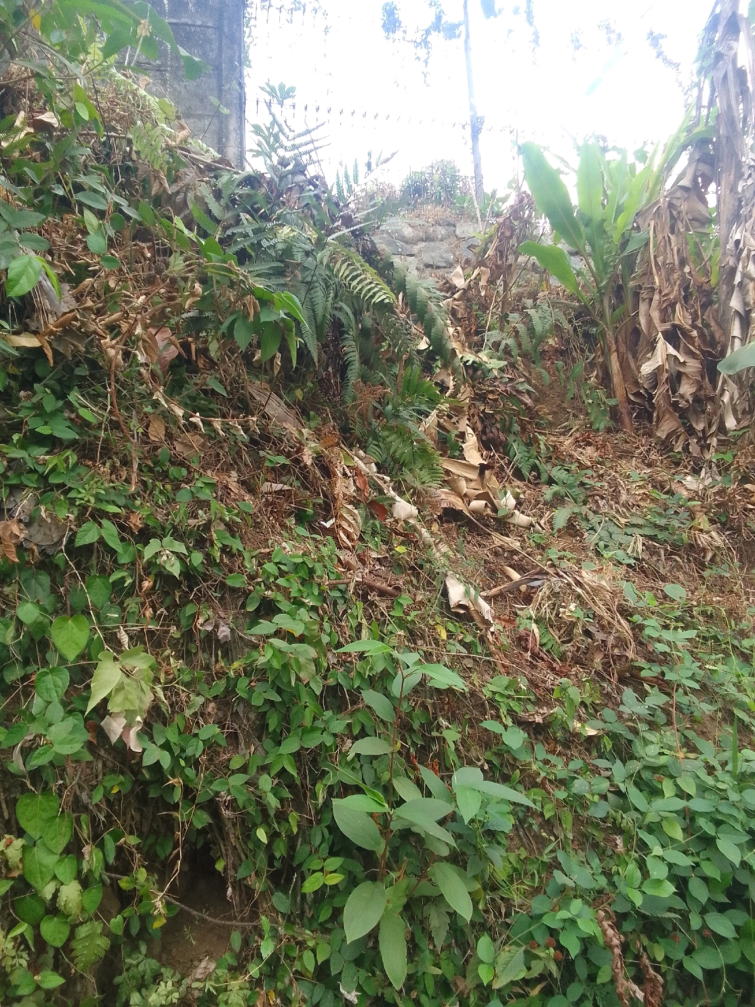 The image depicts a densely vegetated, uneven terrain, possibly a steep embankment or hillside, located in Karangcegak, Indonesia. The ground is covered with a thick layer of green and brown foliage, including vines, ferns, and the dried leaves of banana trees. Some larger, more mature banana plants with green leaves are visible towards the upper right of the frame, alongside their dry, decaying stalks and leaves. A rough, grey stone wall or structure is partially visible along the left side of the image, partially obscured by vegetation. The overall impression is one of untamed natural growth, with a narrow, indistinct path or clearing visible in the middle ground. The lighting suggests an overcast or shaded environment, possibly early morning or late afternoon, with the sky faintly visible as a bright, washed-out area at the top of the image. There are no people or animals visible in the scene.