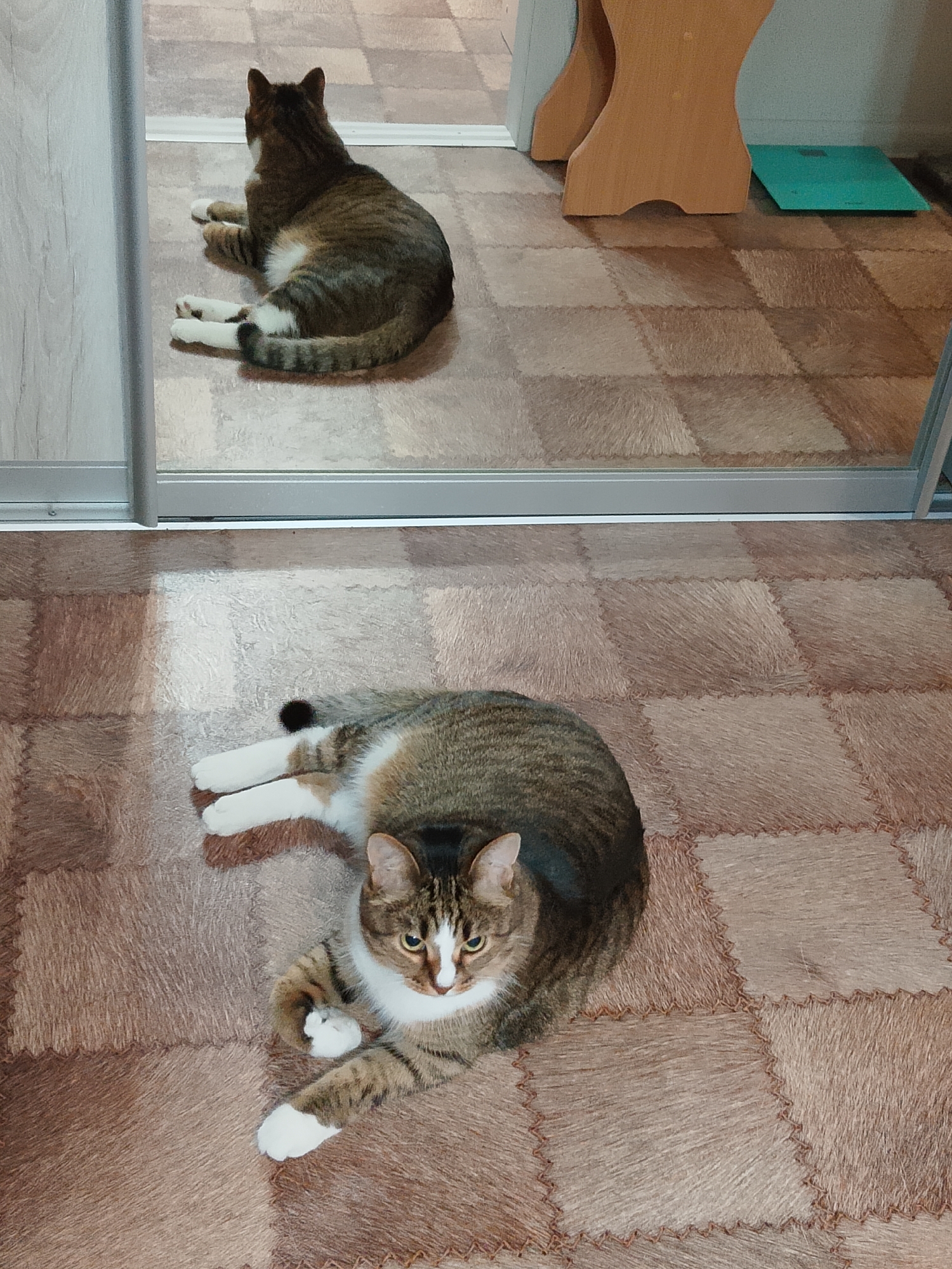 The image shows two views of a tabby cat with white paws and chest. In the foreground, the cat is lying on a floor with a patchwork brown and beige tile pattern, facing the camera with its head slightly tilted. In the background, a reflection in a mirror shows the same cat lying down, facing away from the viewer. The background also includes a wooden furniture piece and a green scale on the floor. There is no indication of the city of Abakan, Russia, or any other specific location.