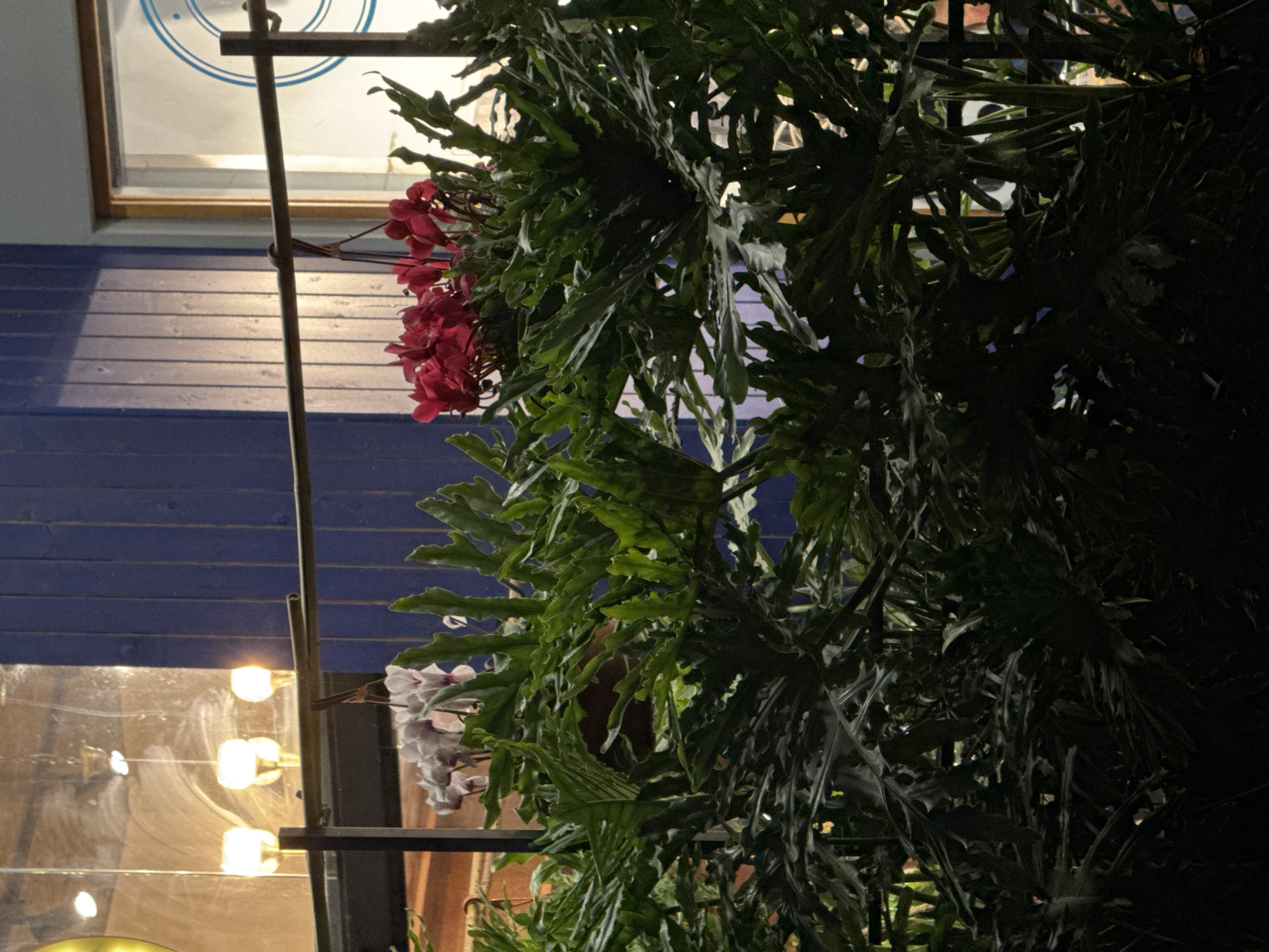 The image shows an outdoor setting in Ramat Gan, Israel. The view is partially obstructed by a large plant with deeply lobed, green leaves. Clusters of red and white flowers are visible among the foliage. In the background, a building with blue horizontal siding is visible. A window, reflecting interior lights, is present on the left side of the frame. A metal support structure intersects the scene. The lighting suggests it is either dusk or nighttime.