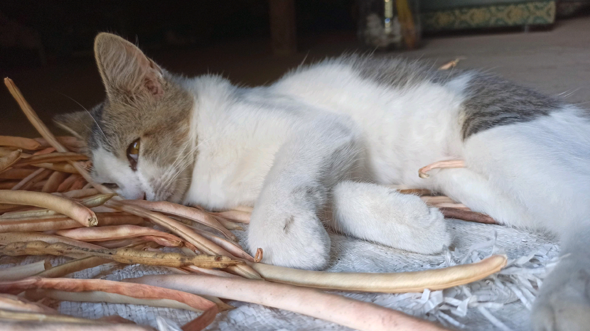An indoor medium shot shows a gray and white cat lying on its side, nestled amongst dried bean pods. The cat's eyes are partially closed, and its head rests on the pods. Its paws are tucked beneath it, and its tail is not visible. The background is dark and out of focus, with a hint of patterned fabric visible on the right. The lighting suggests natural daylight entering from the left. The scene appears to be in an area that may be a barn or shed, or simply a place where dried produce is stored. No humans are present.