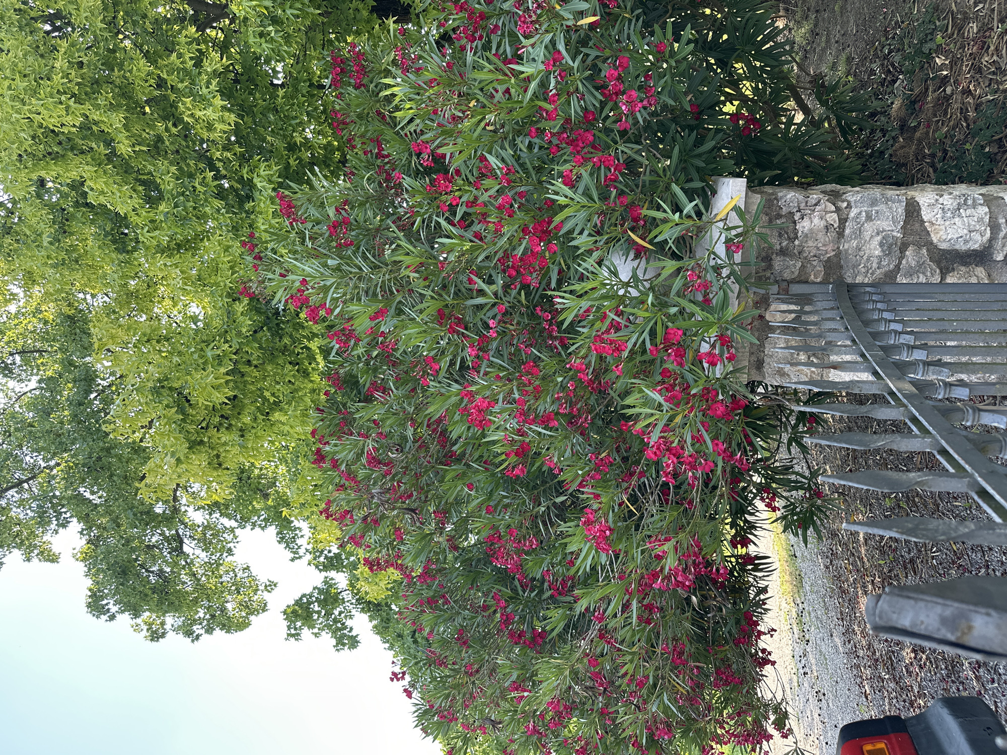 A dense, overgrown oleander bush with numerous pink flowers and long, slender green leaves dominates the center of the frame. Behind it, a large tree with bright green, lobed leaves provides a leafy backdrop. In the foreground, a grey metal fence with pointed finials runs horizontally across the bottom of the image, partially obscuring a stone pillar that supports part of the oleander bush. To the left of the fence, a portion of a red and black object, possibly a vehicle, is visible. The ground is covered with gravel and fallen leaves. The sky above is a clear, pale blue. The scene appears to be an outdoor setting, likely a garden or yard, and is situated in Conegliano, Italy.