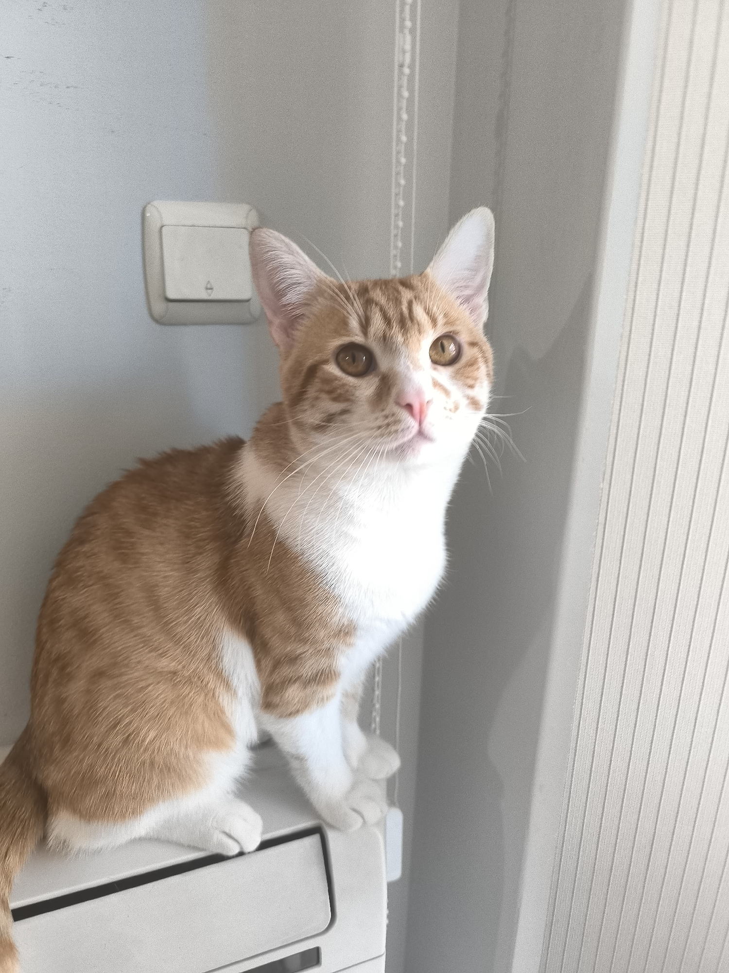 A medium shot depicts a domestic cat sitting on a white object, possibly a radiator. The cat has orange and white fur and is looking upwards. The background consists of a white wall with a light switch and a vertical striped surface, possibly a blind. The location is likely an interior space in a building. There is no evidence to suggest the location is in Varna, Bulgaria.